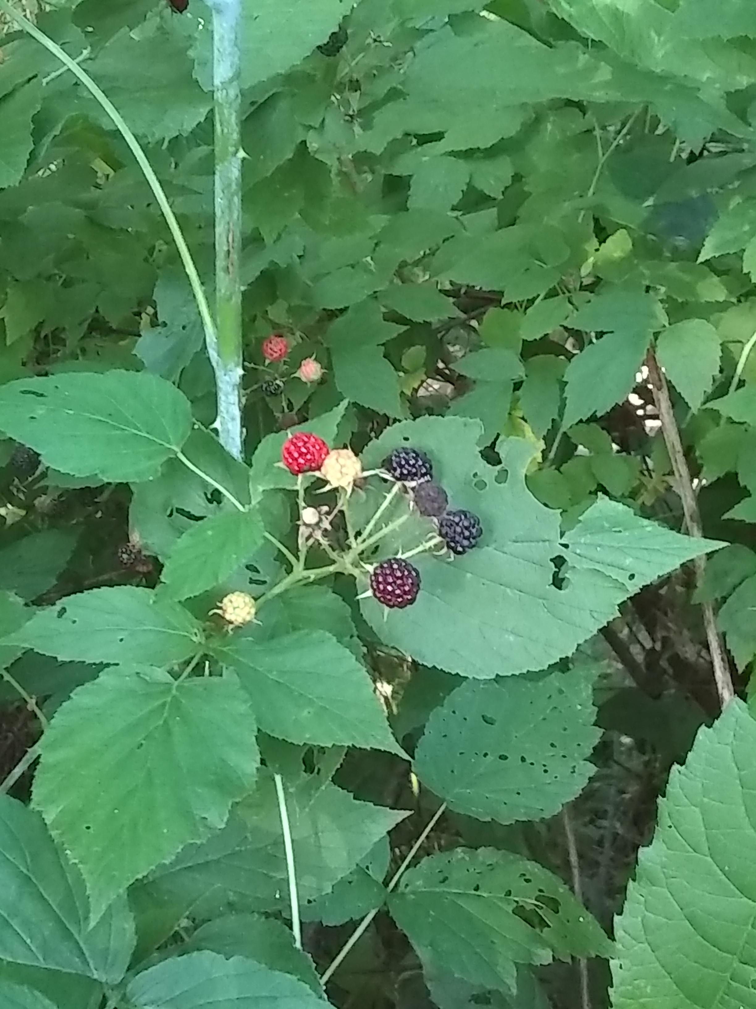 What type of berries are these, are they edible? Northern Ohio Area r/whatsthisplant