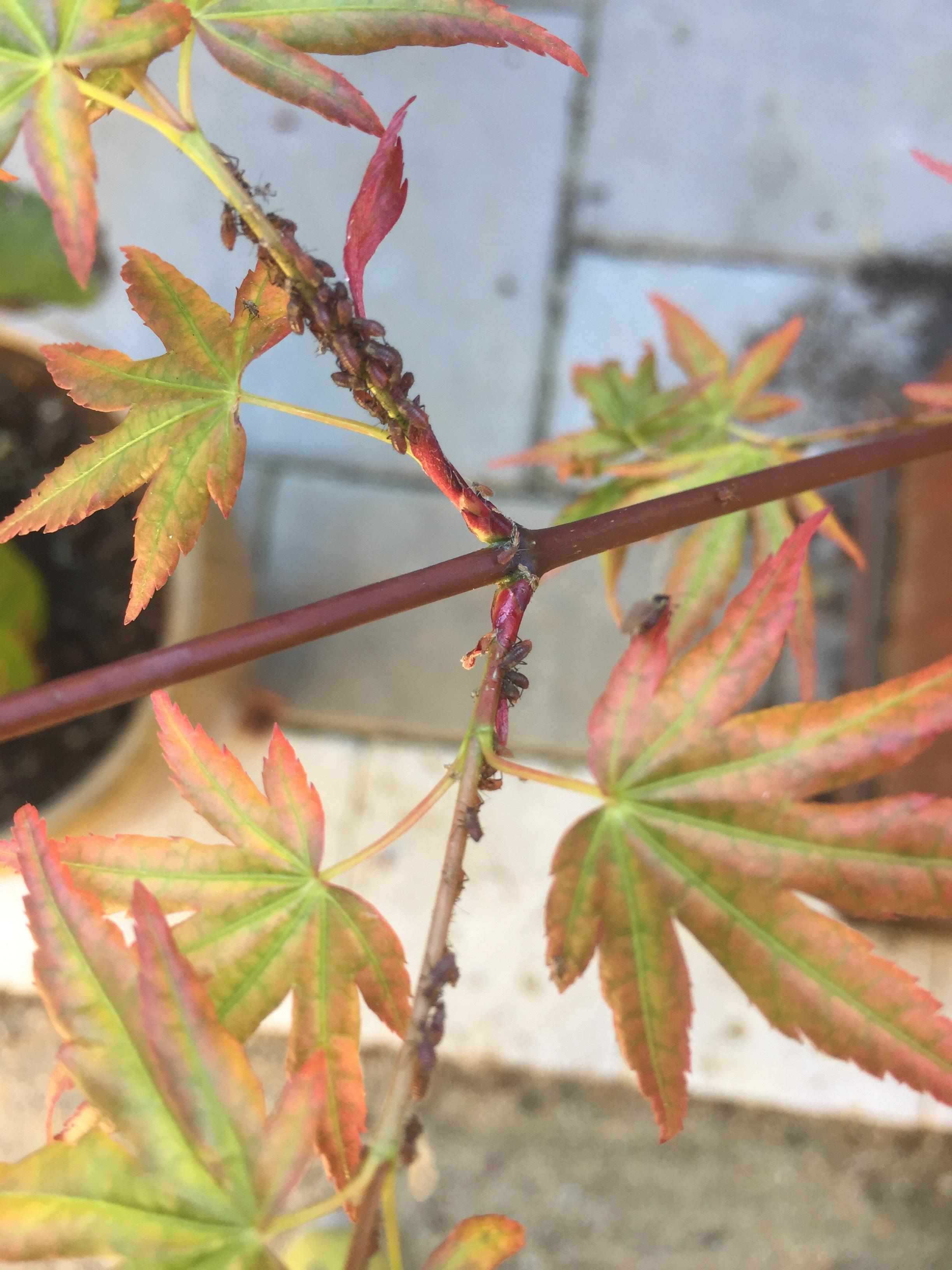 Pests on Japanese Maples Trees What are these?! r/gardening
