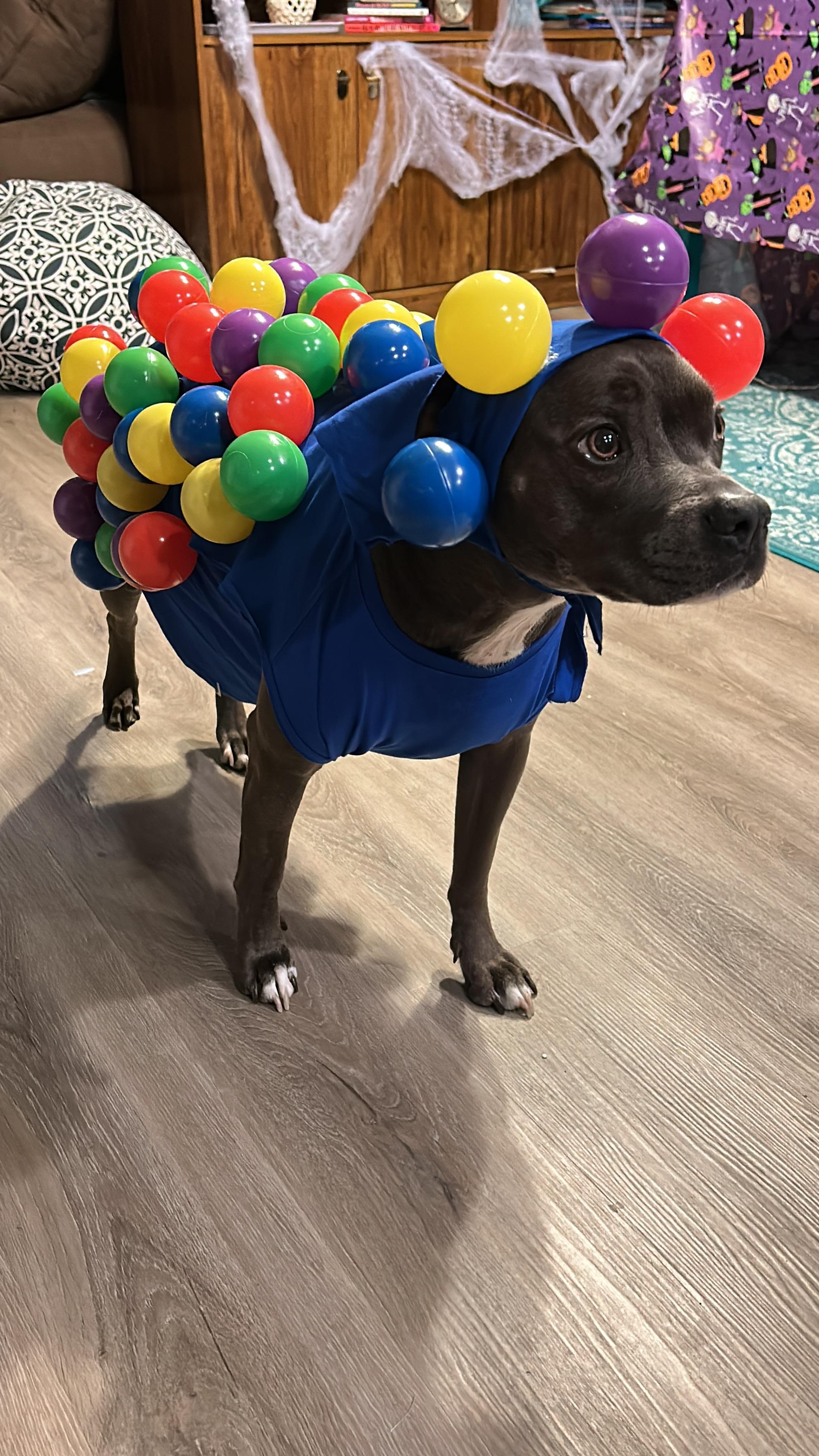 This might be the best costume idea I ever came up with. r/pitbulls