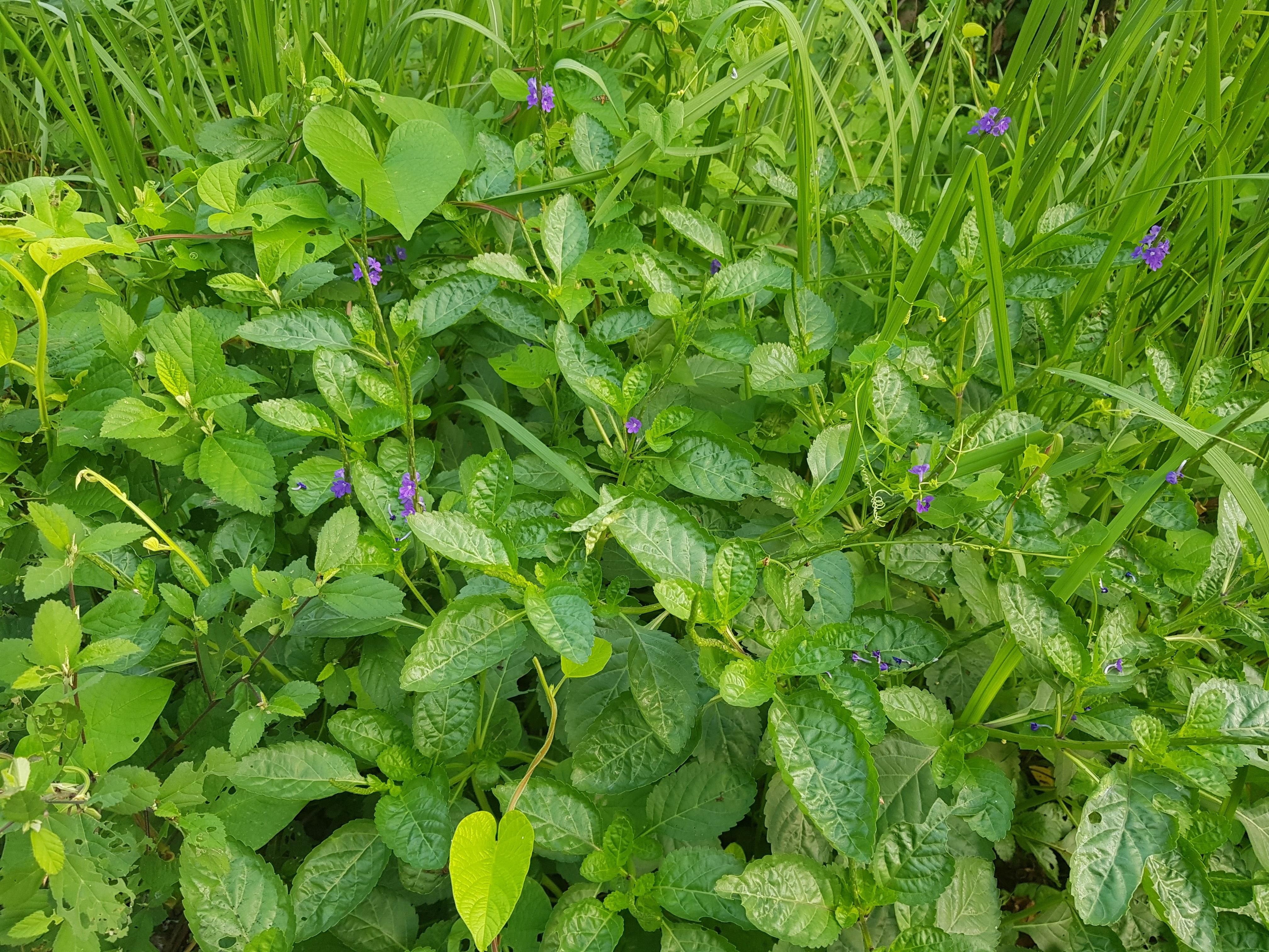 Along wet roadside ditch in Northern Philippines. Mintlike leaves