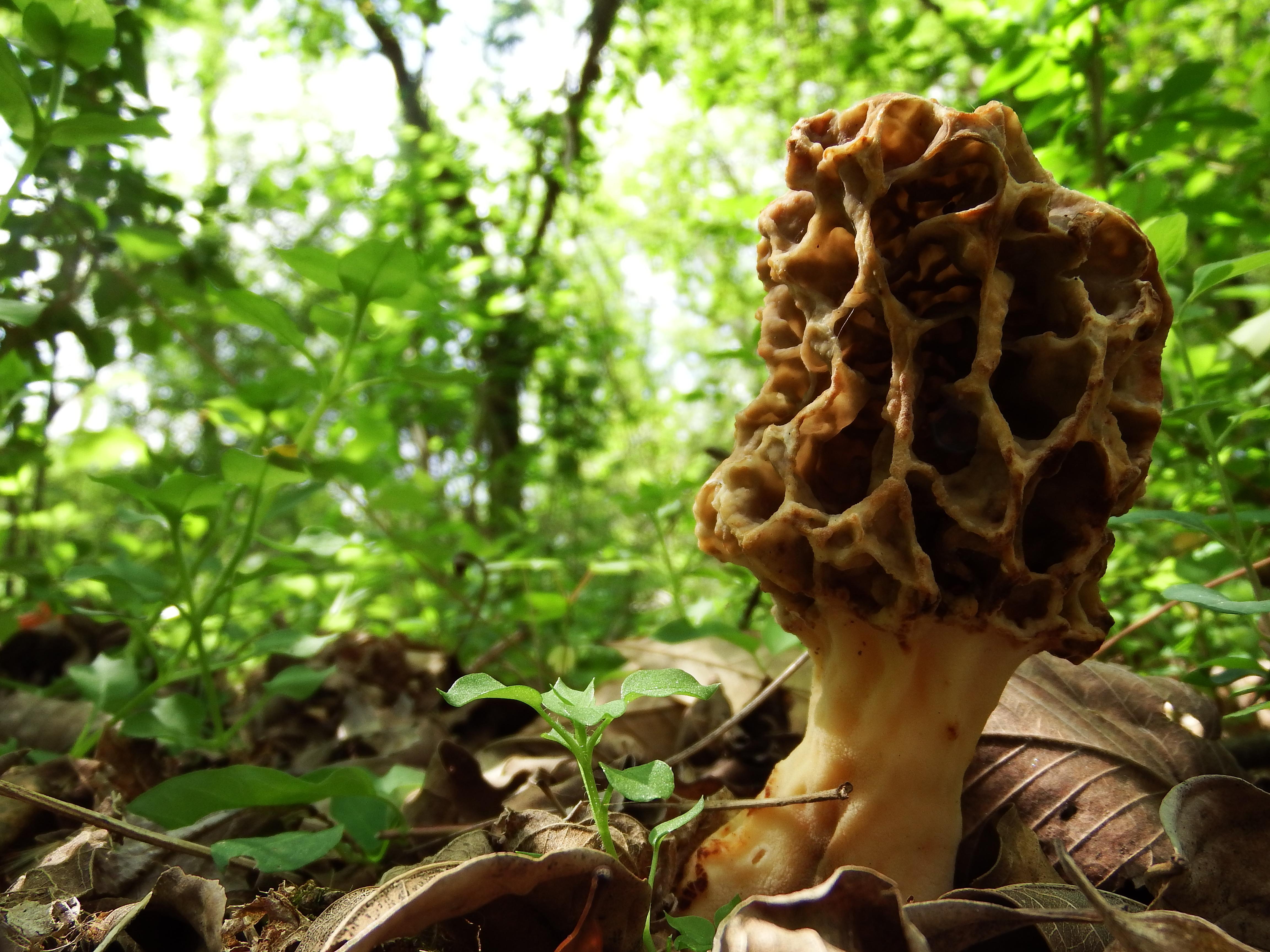 Finally found my first Morel! Anybody know what species? I'm in North