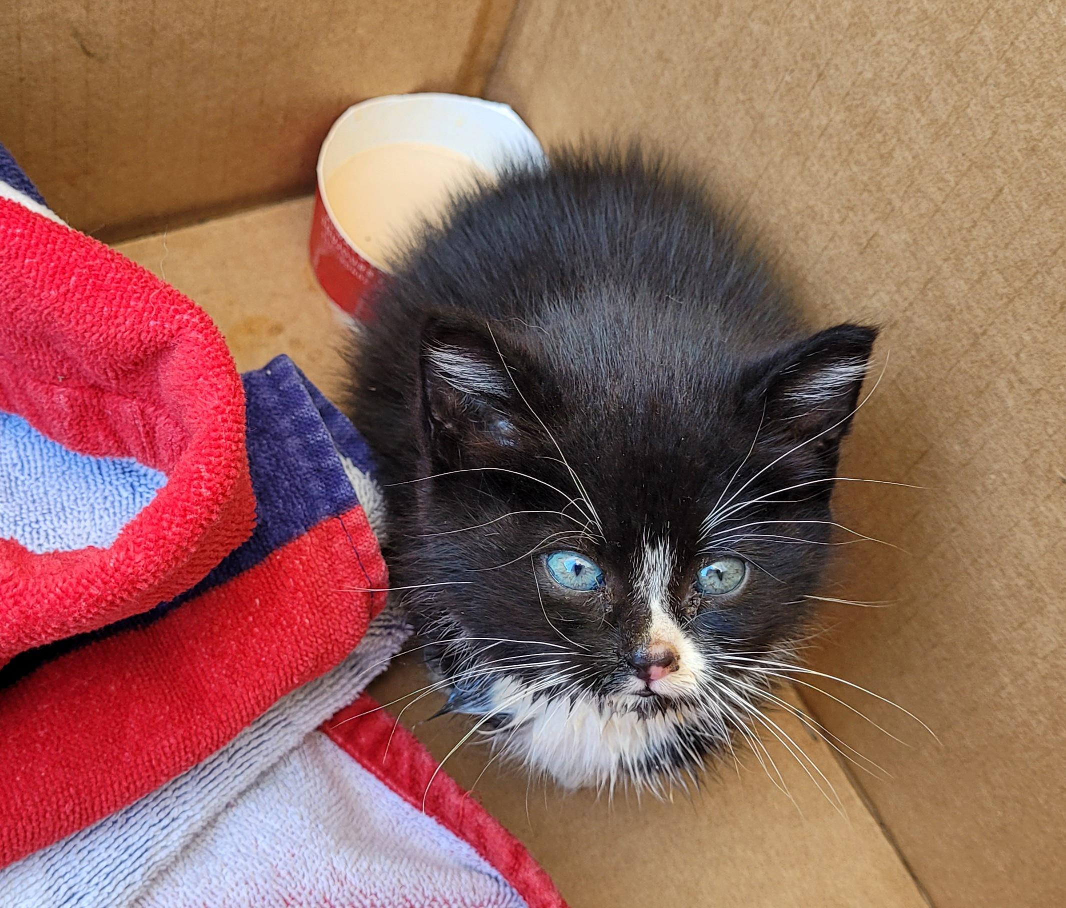 Found this Lil guy by my work, all alone after local wildlife killed