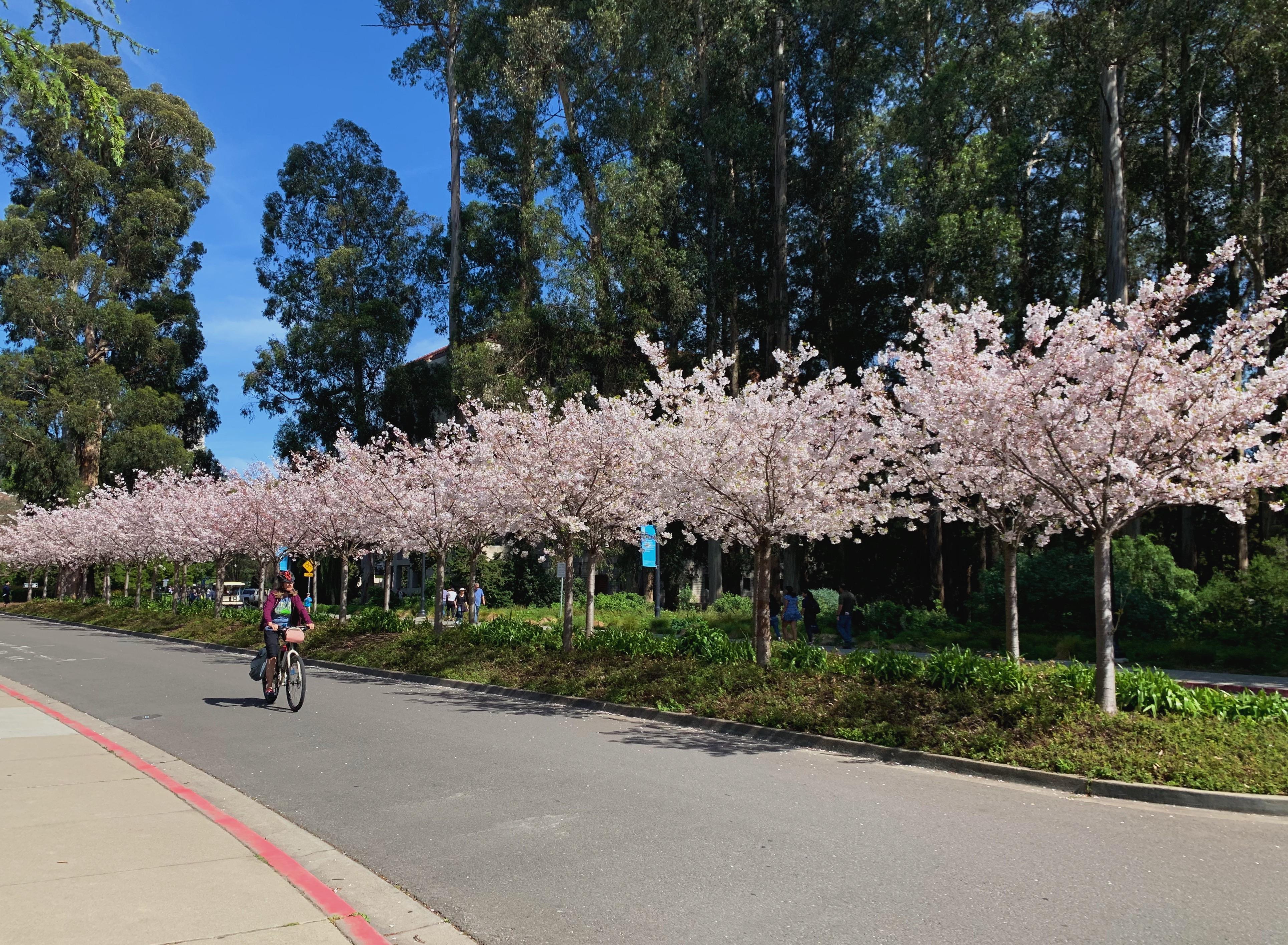 Cherry blossoms in full bloom on University Drive, near VLSB. [OC] r