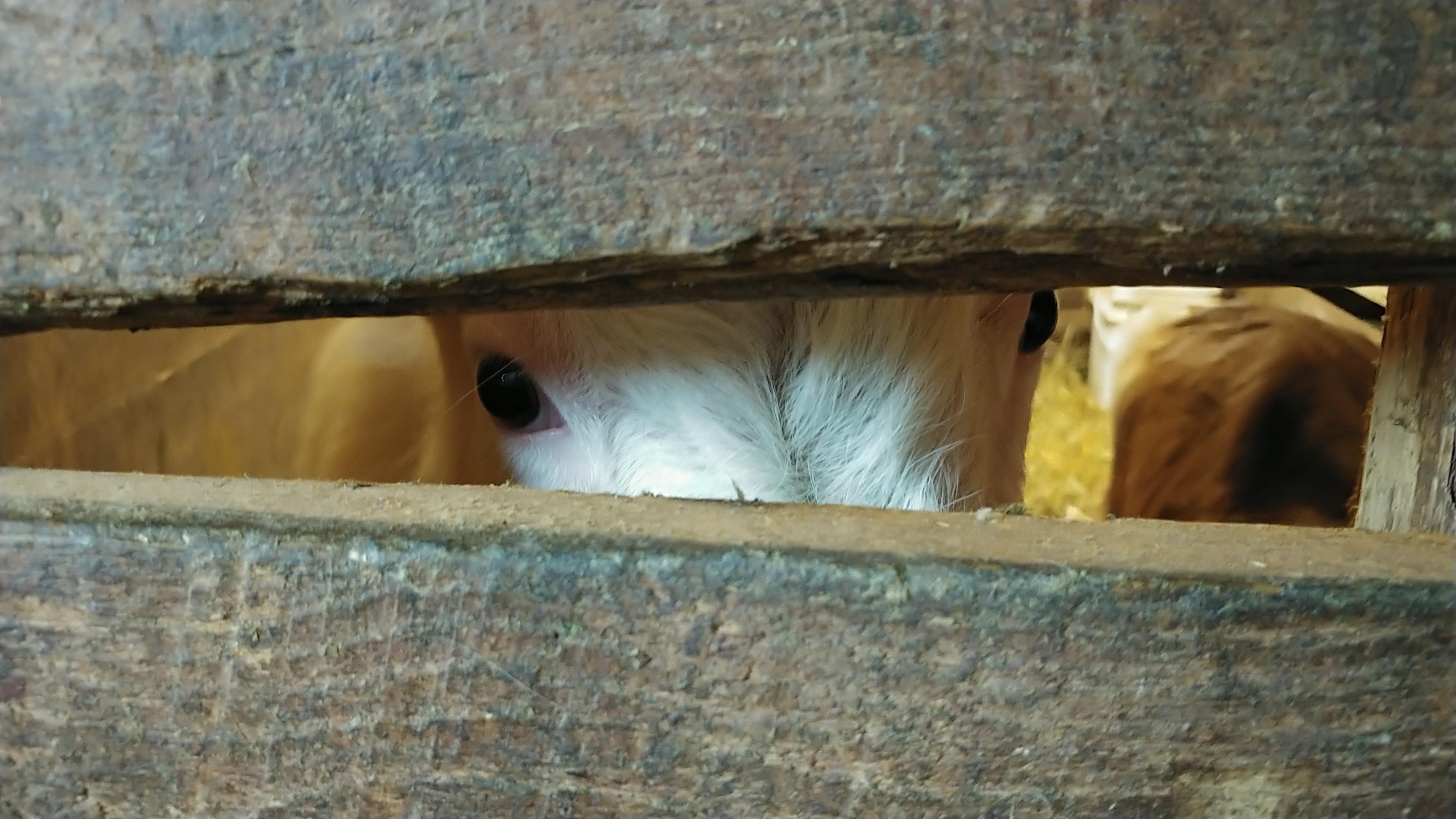 Was cleaning out one of the goat pens and saw a familiar face watching