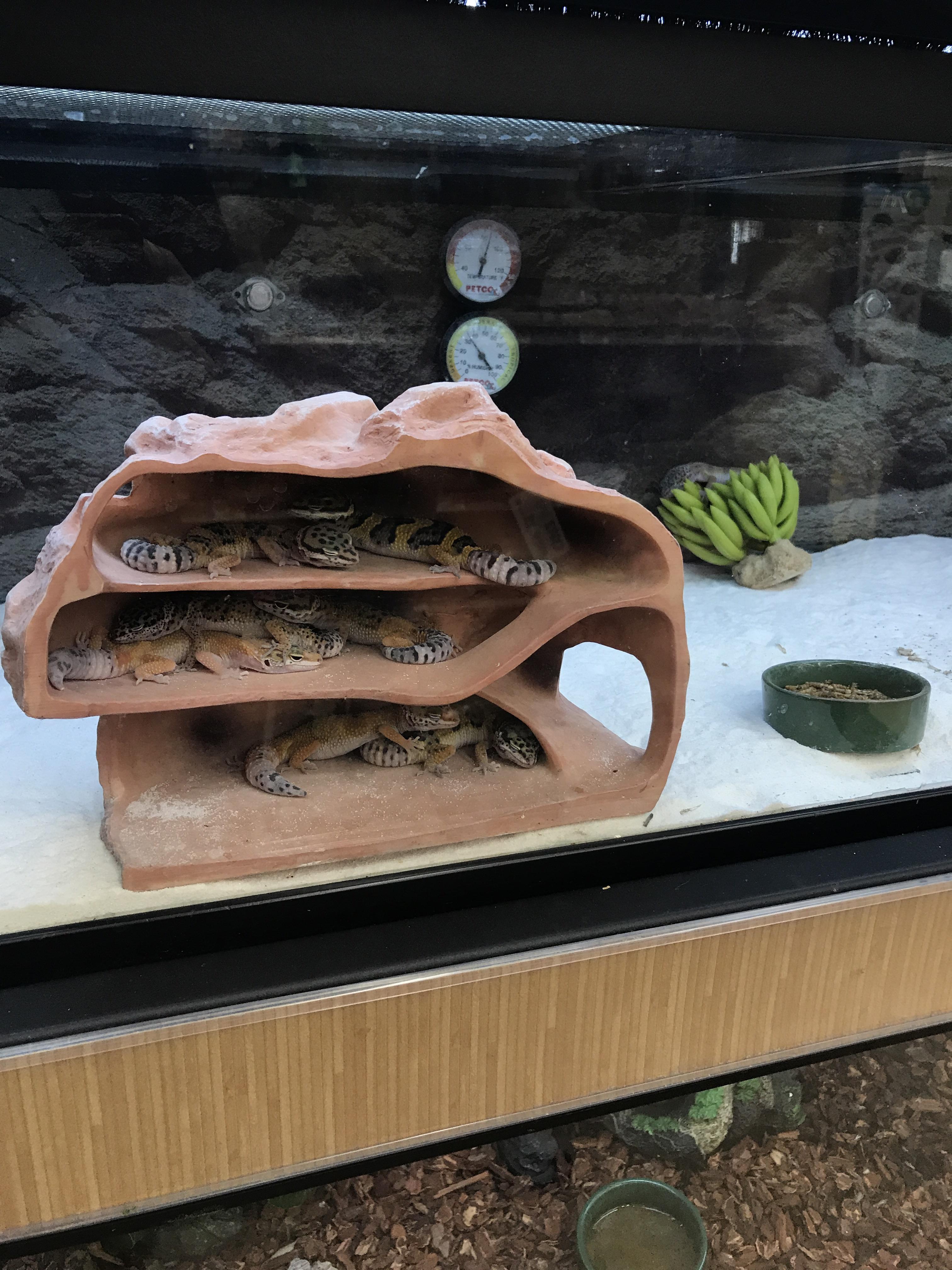 Petco r/reptiles
