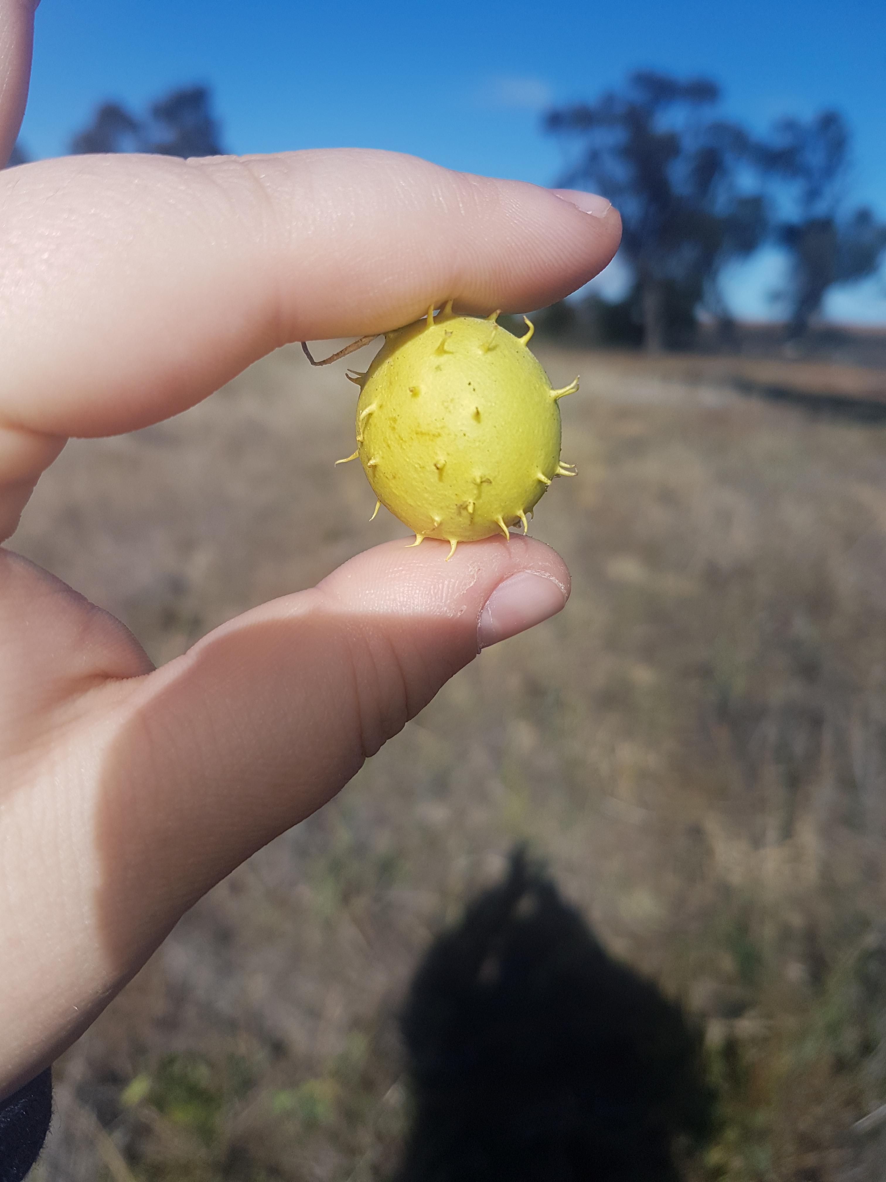 Ball growing on a vine, found in Australia r/whatisthisthing