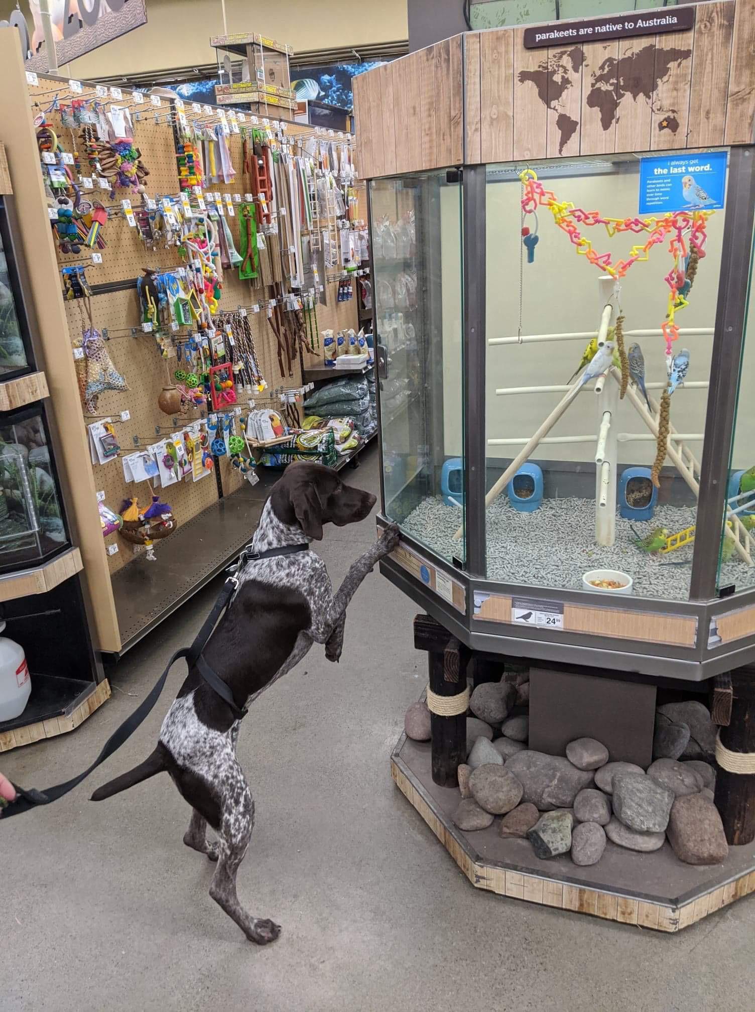 Take a bird dog to a pet store... r/germanshorthairs