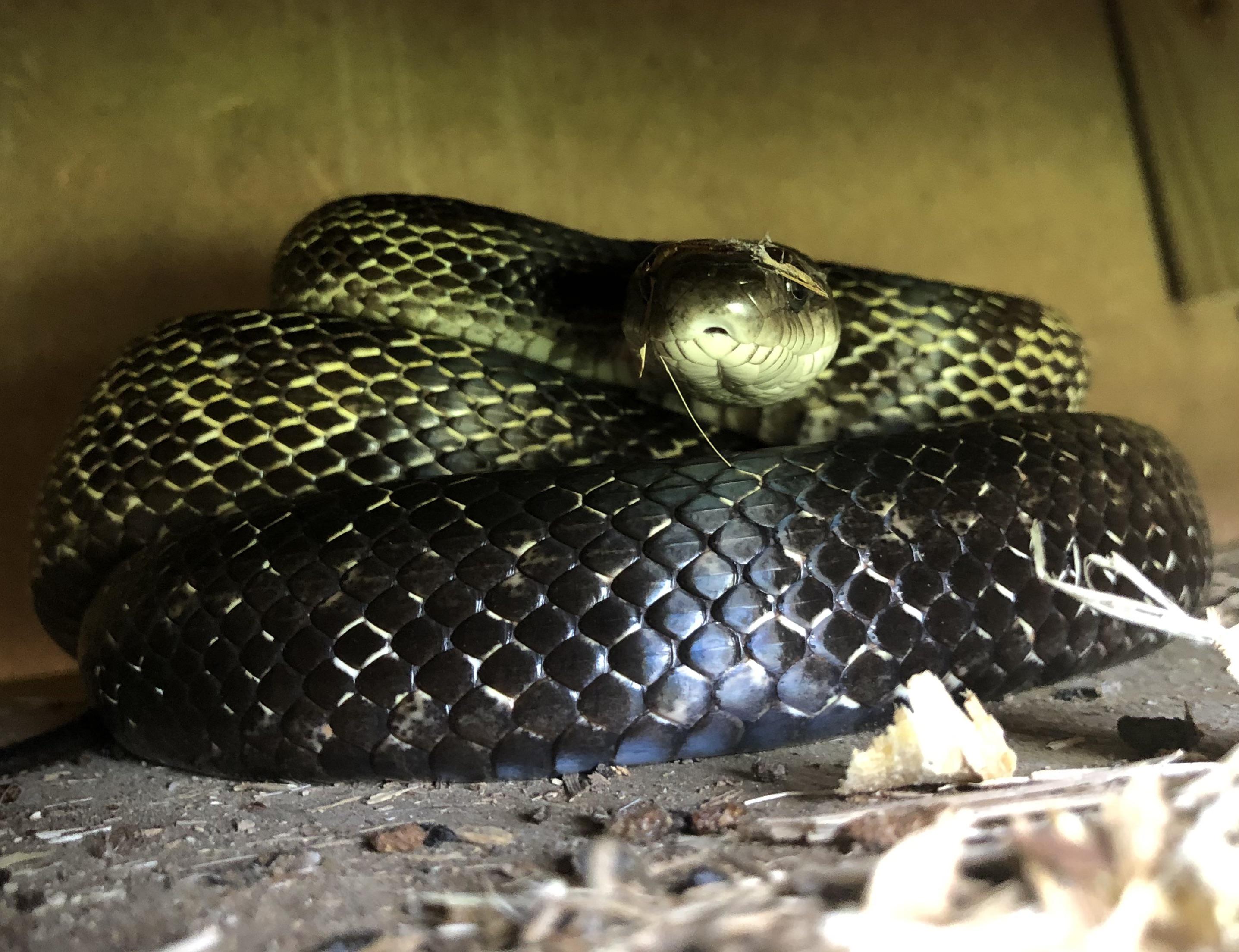 very distinguished rat snake in our barn r/snakes