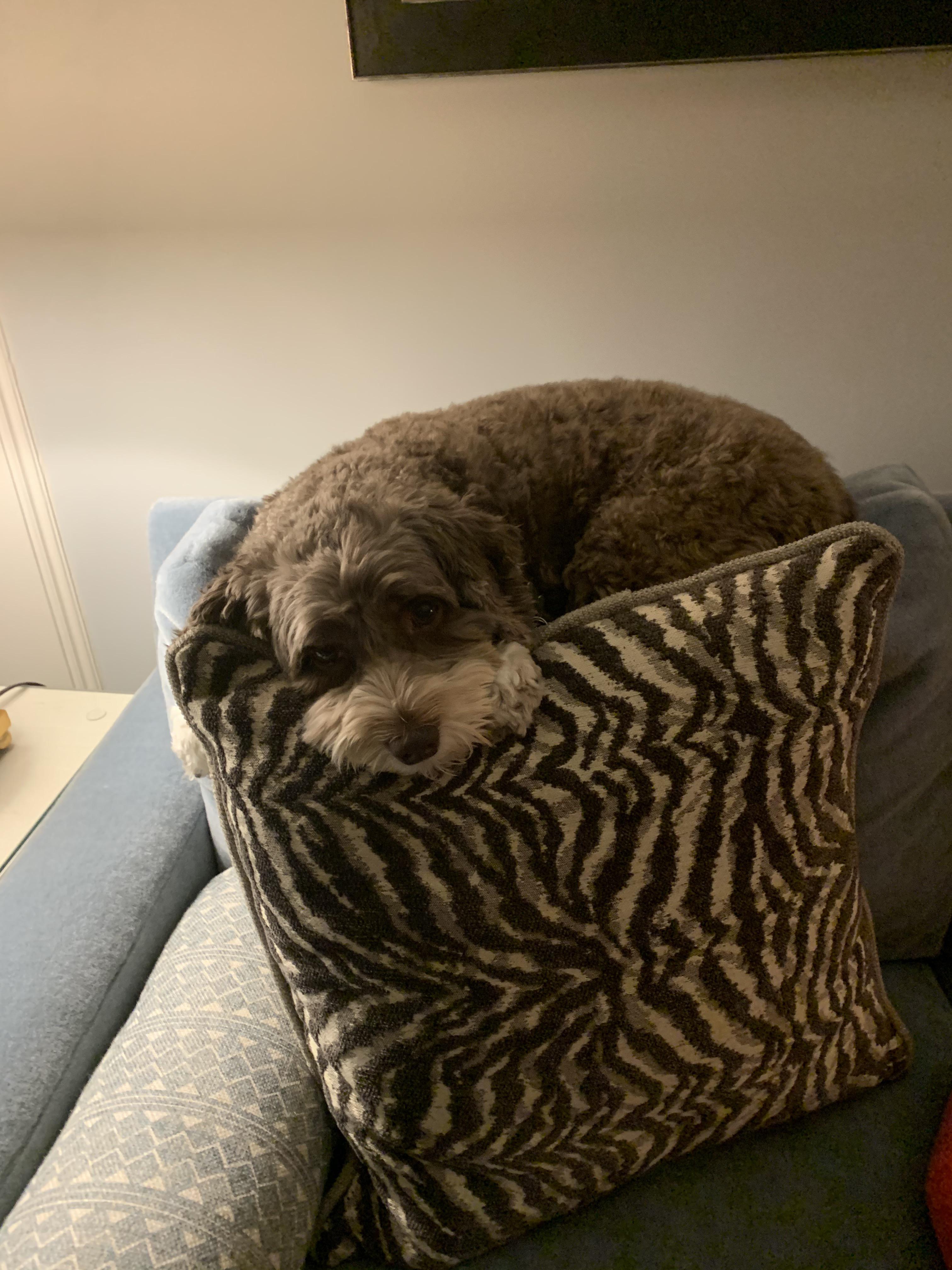 Anyone else’s dog like to lay on the top of couches? r/aww
