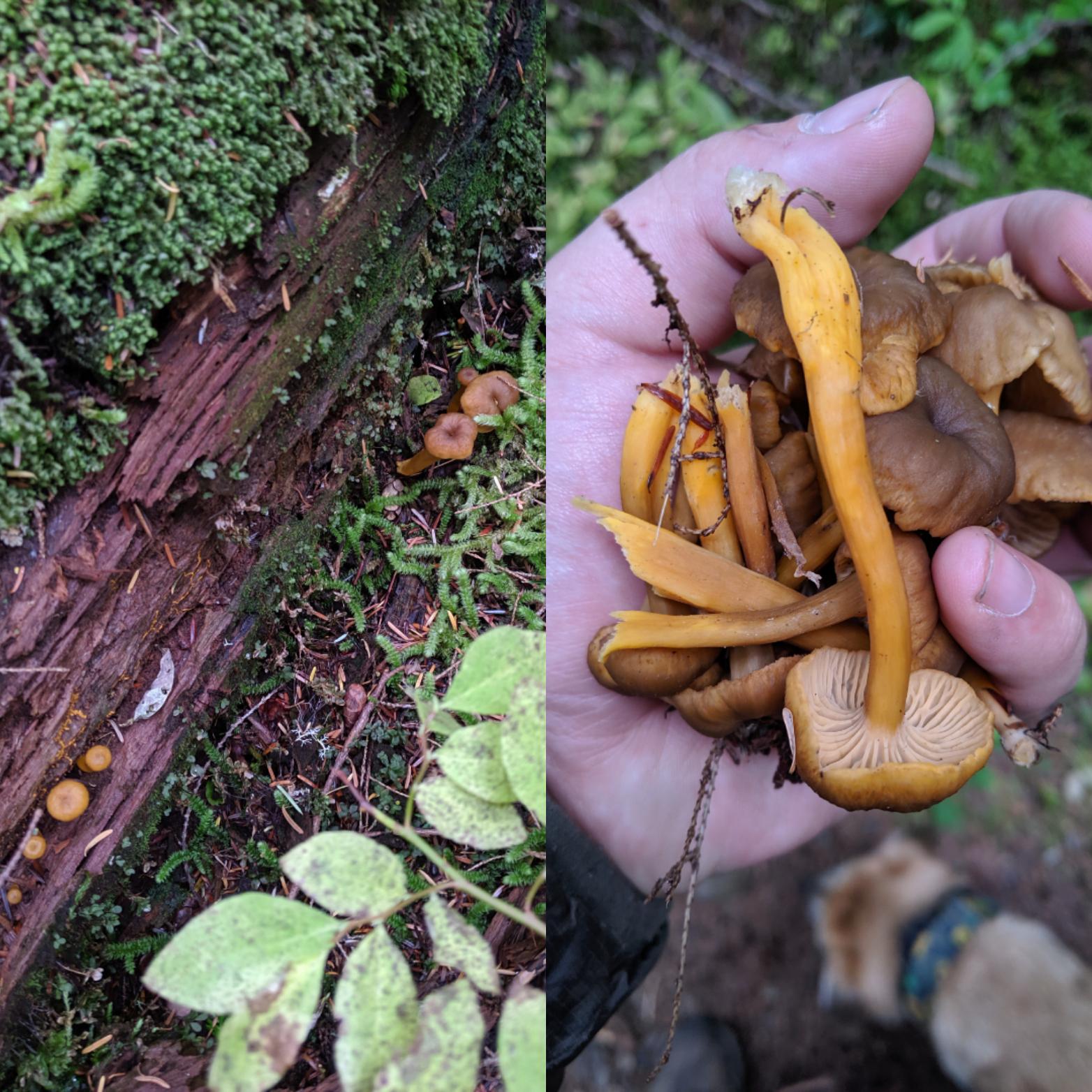 Are these chanterelles? Found in Cascade range of Oregon r/mycology