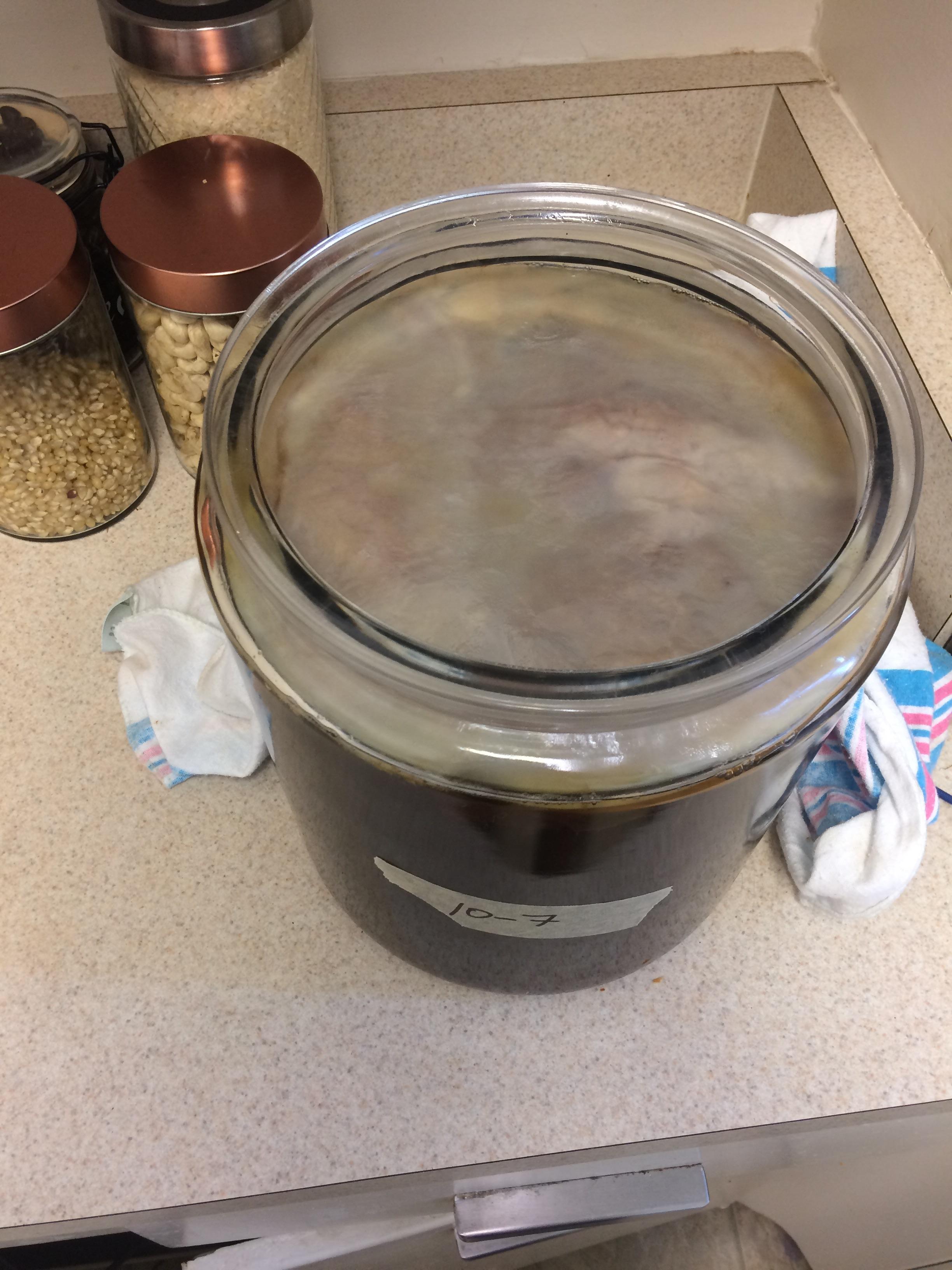 2.5 gallons of kombucha sweetened with molasses r/Kombucha