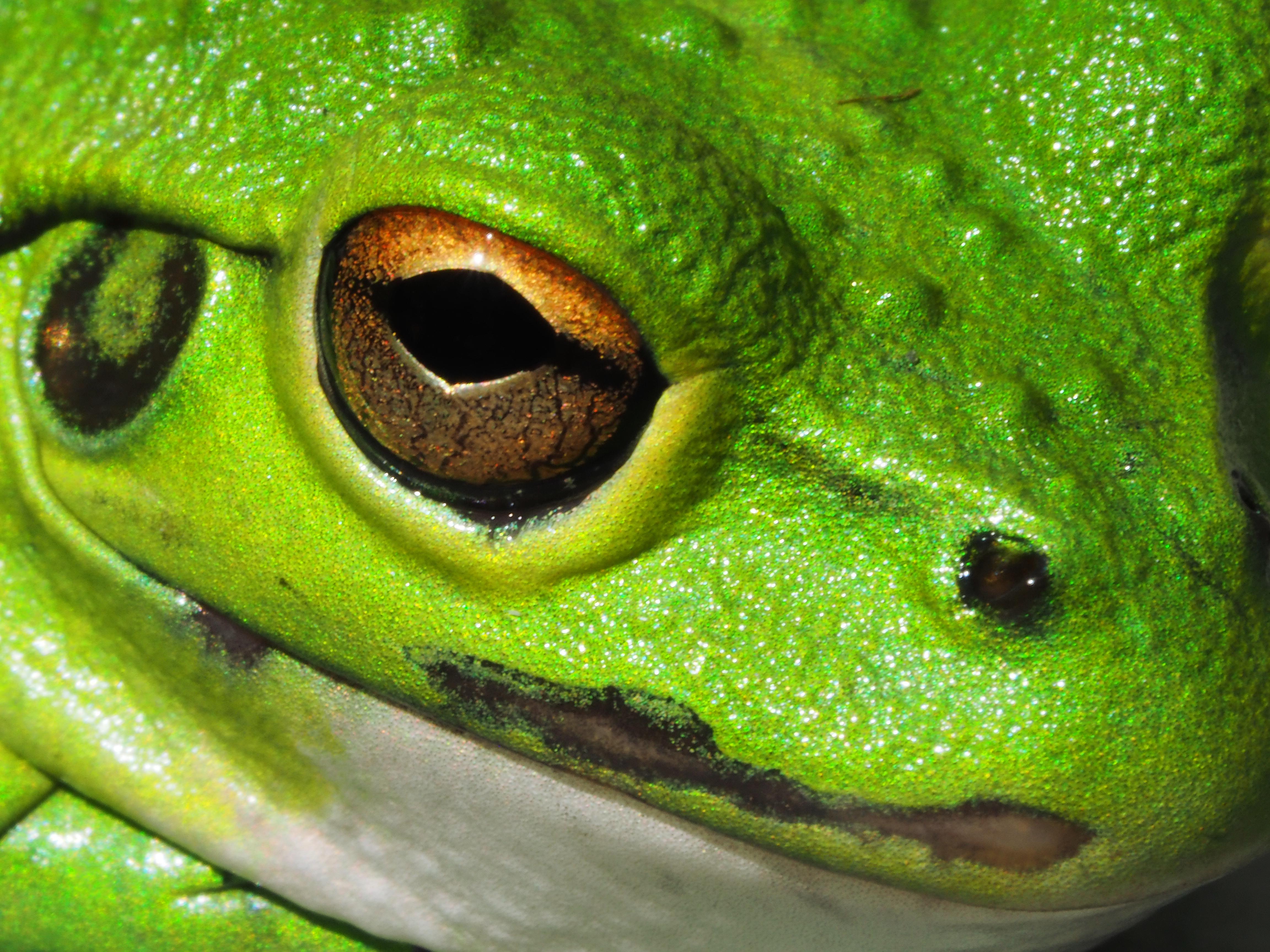 caught a photo of this guy up close, absolutely stunning colours. found