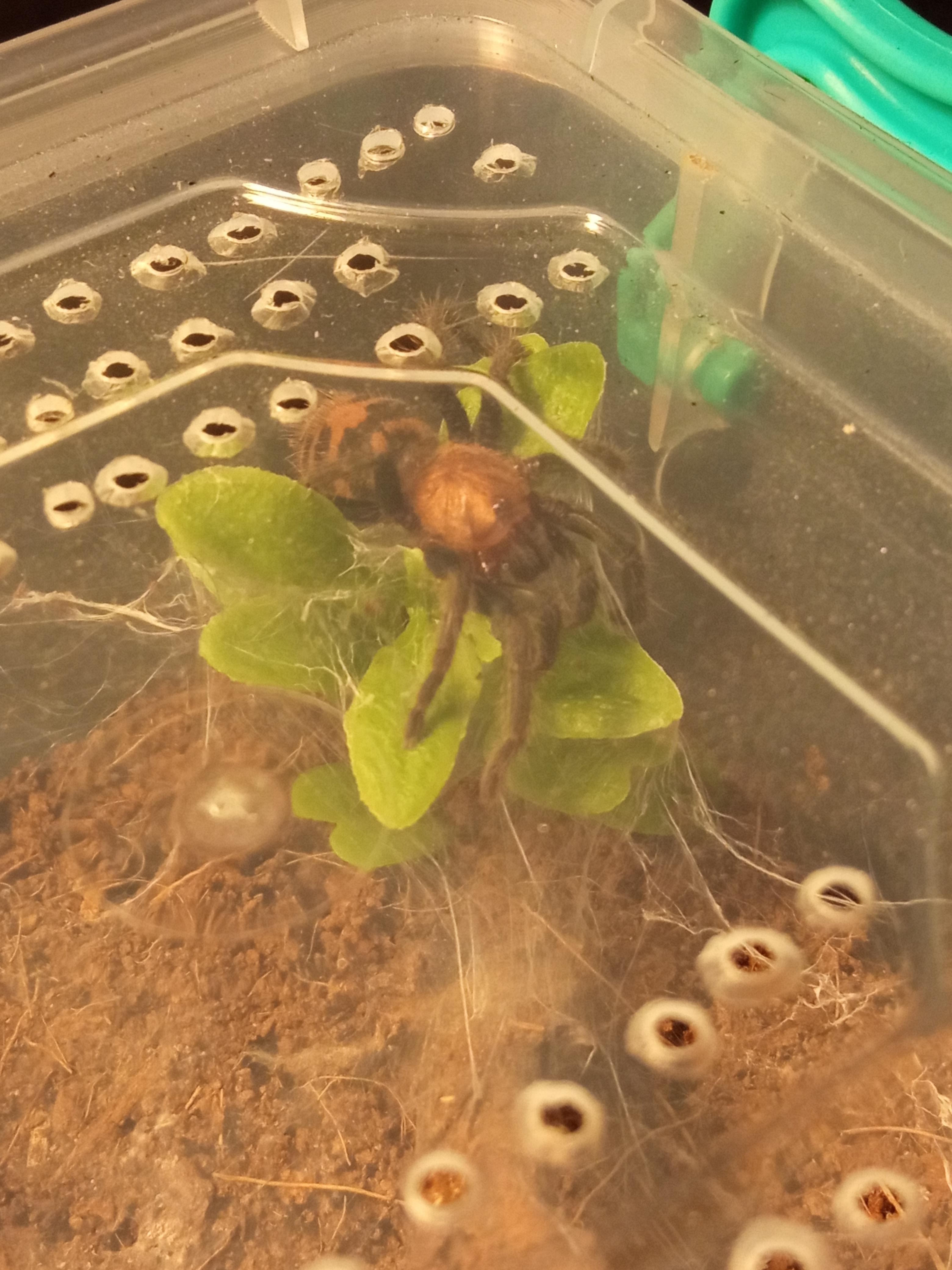 He likes to sit on his fake plant for hours. Any opinions on having