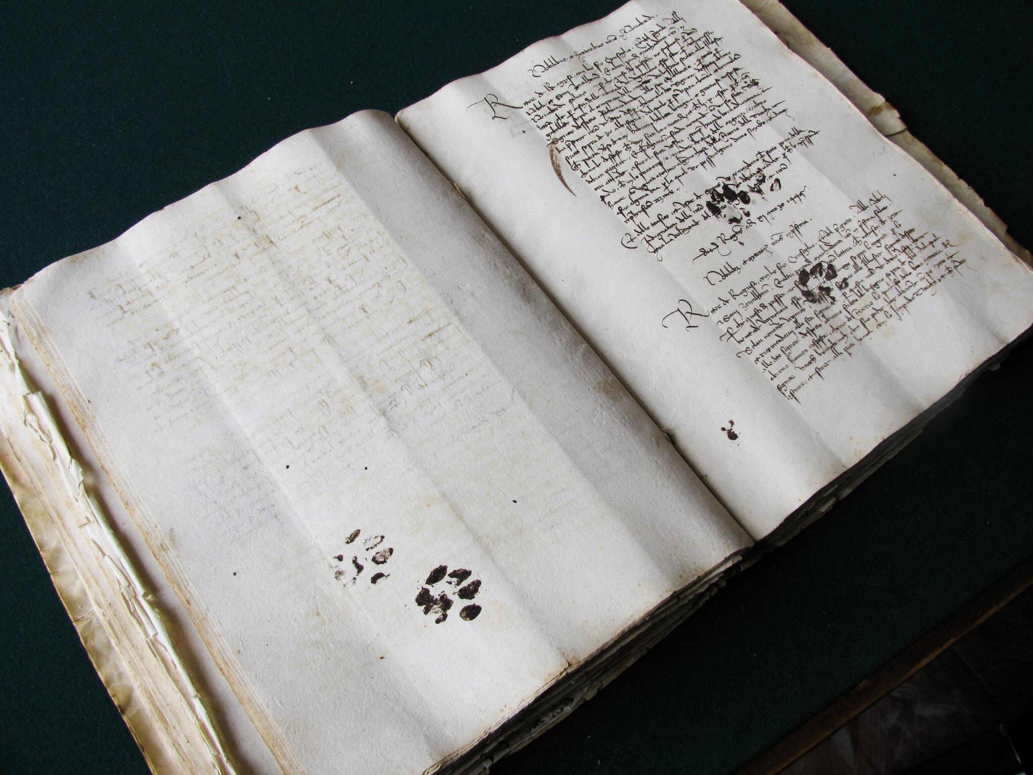 15th century cat leaves paw prints on owner's manuscript r