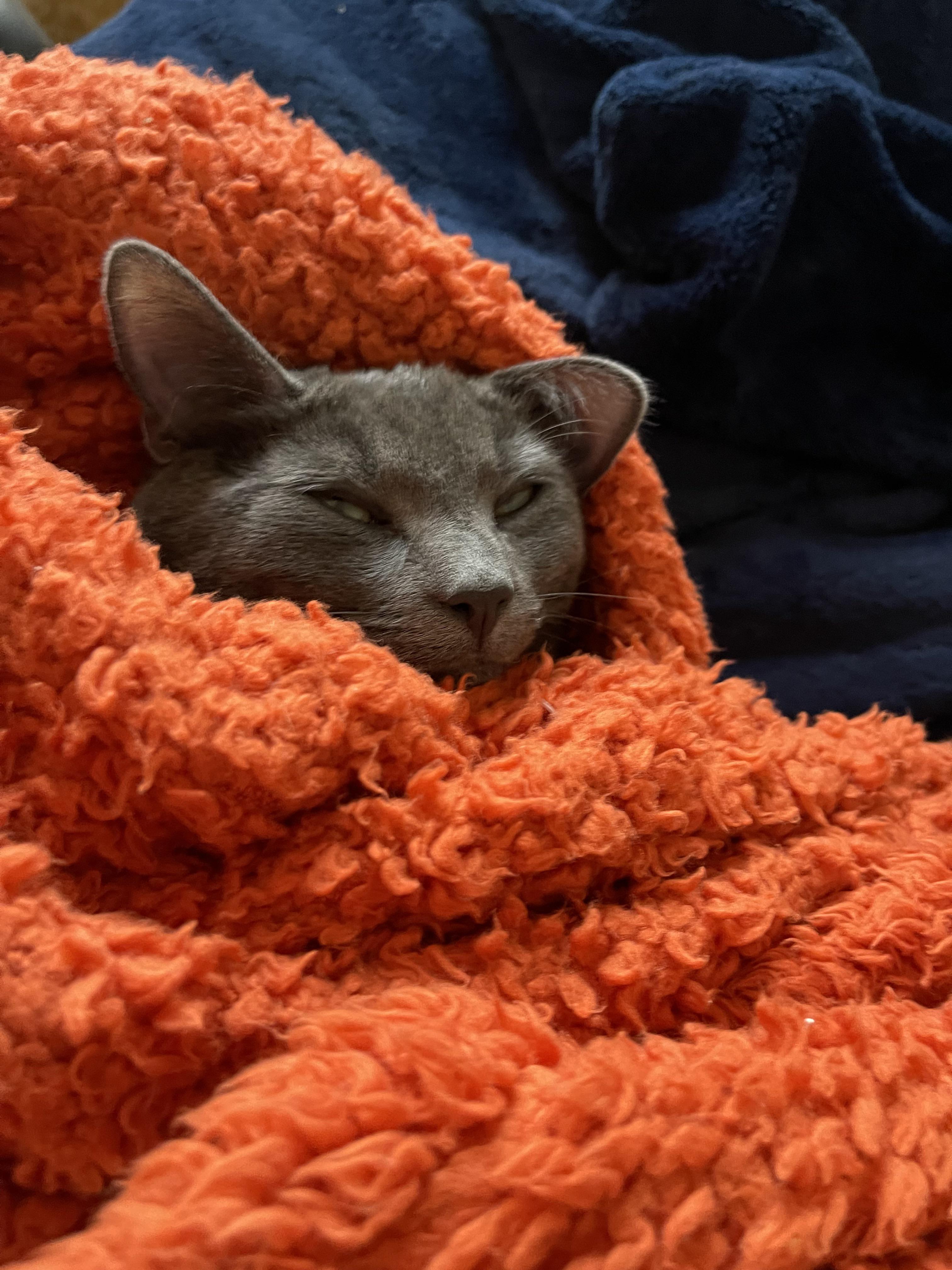 My kitten has to clingy. And it’s driving me mad! If I go take a