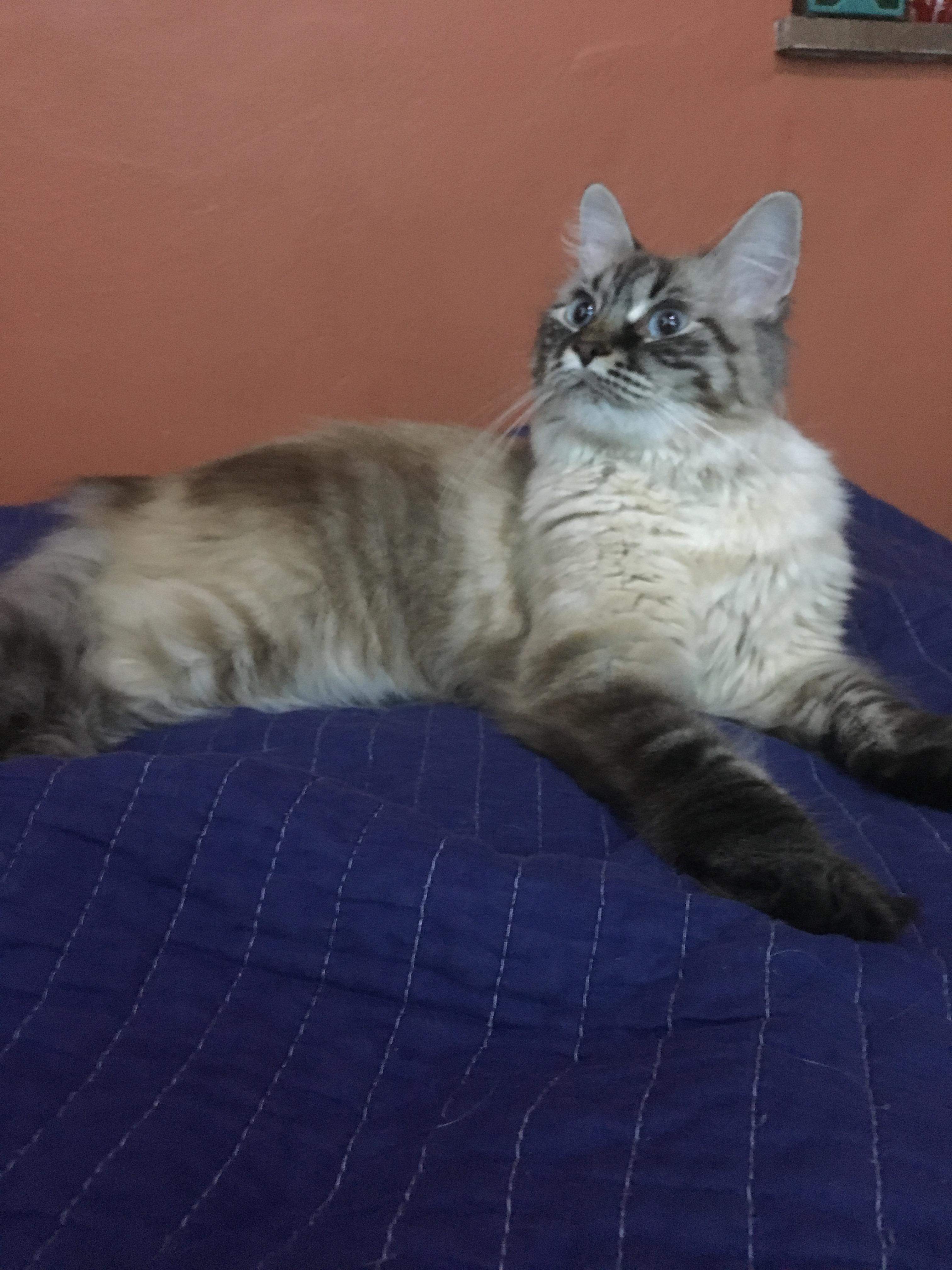 Meet our new cat! Biggie Smalls r/aww