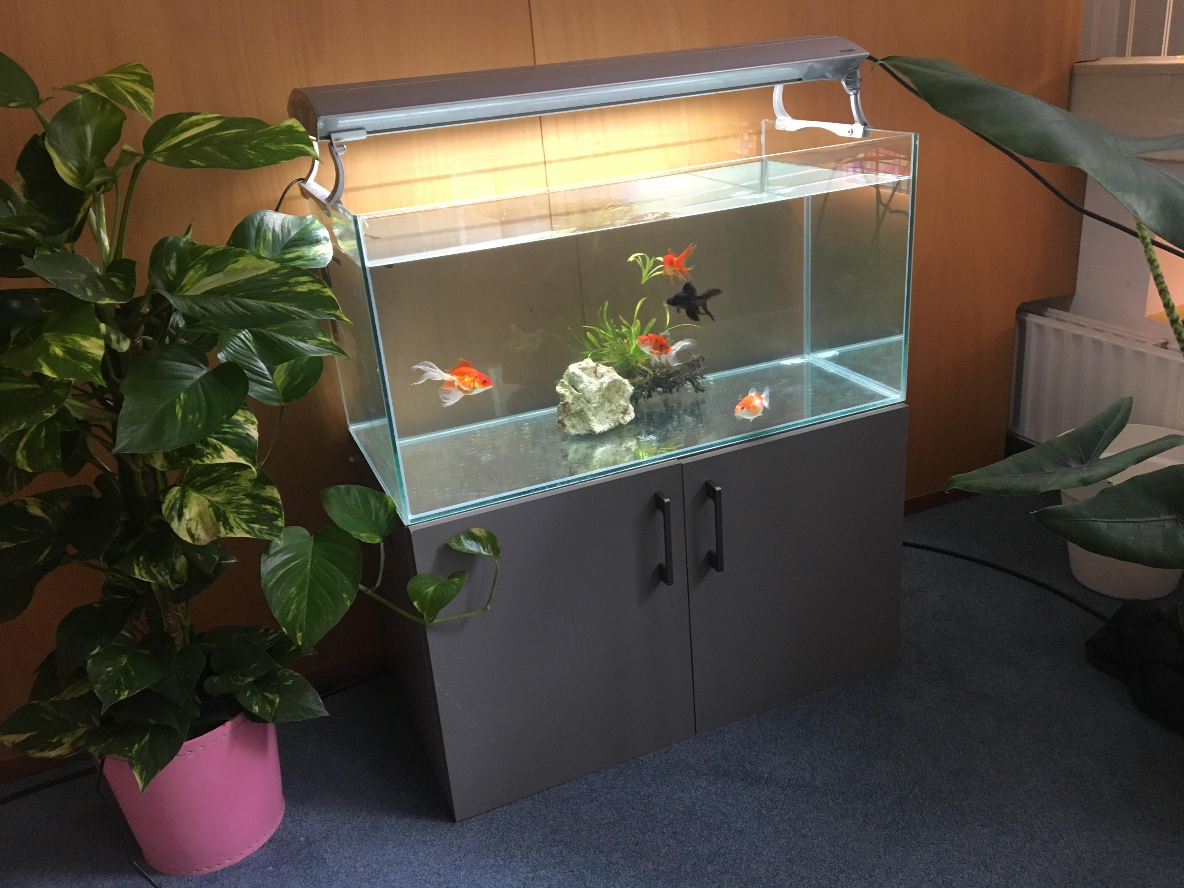 New tank, with a customized 😍 r/Goldfish