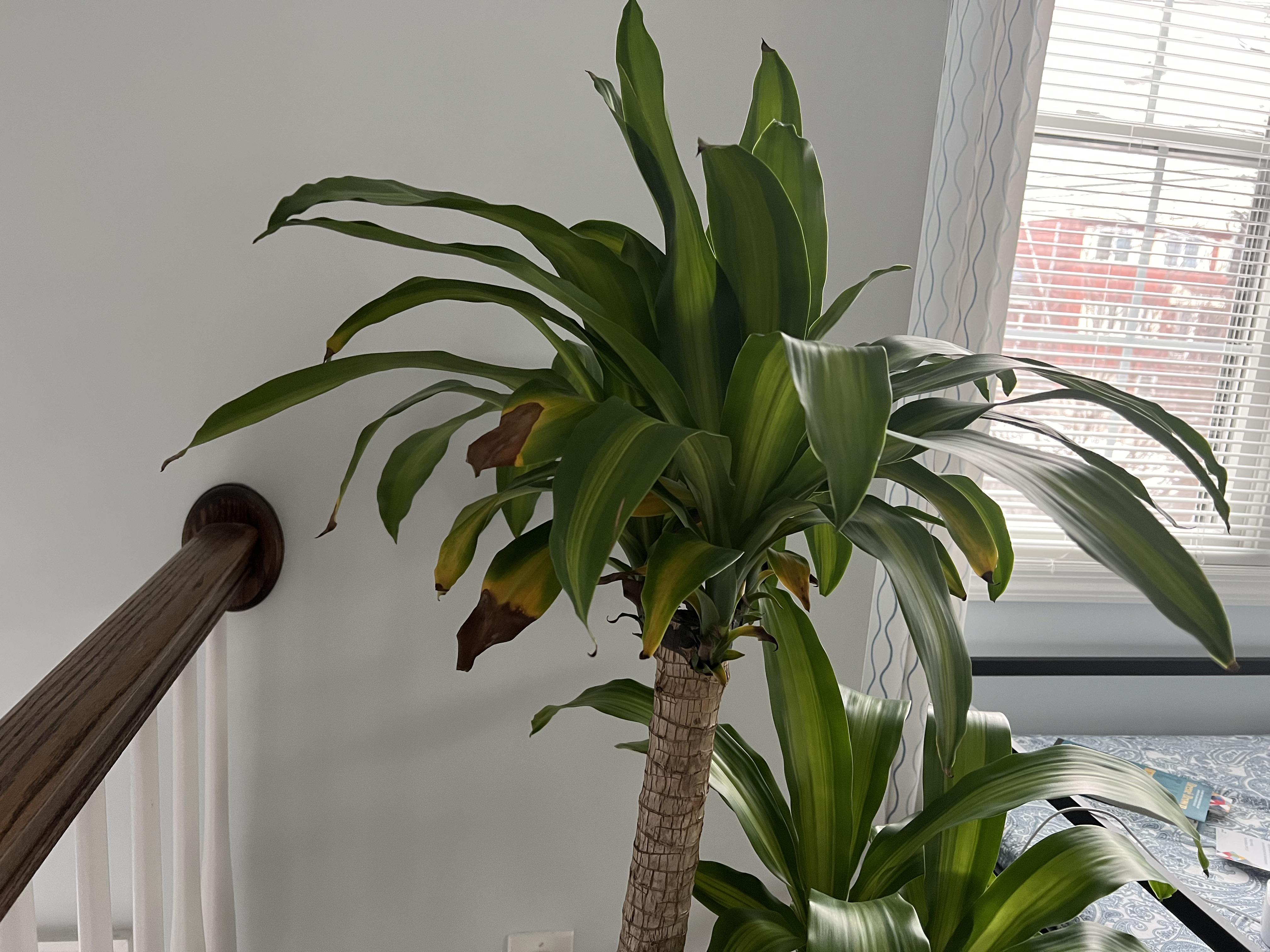 Seems like my plant is dying (. What do i do? r/houseplants