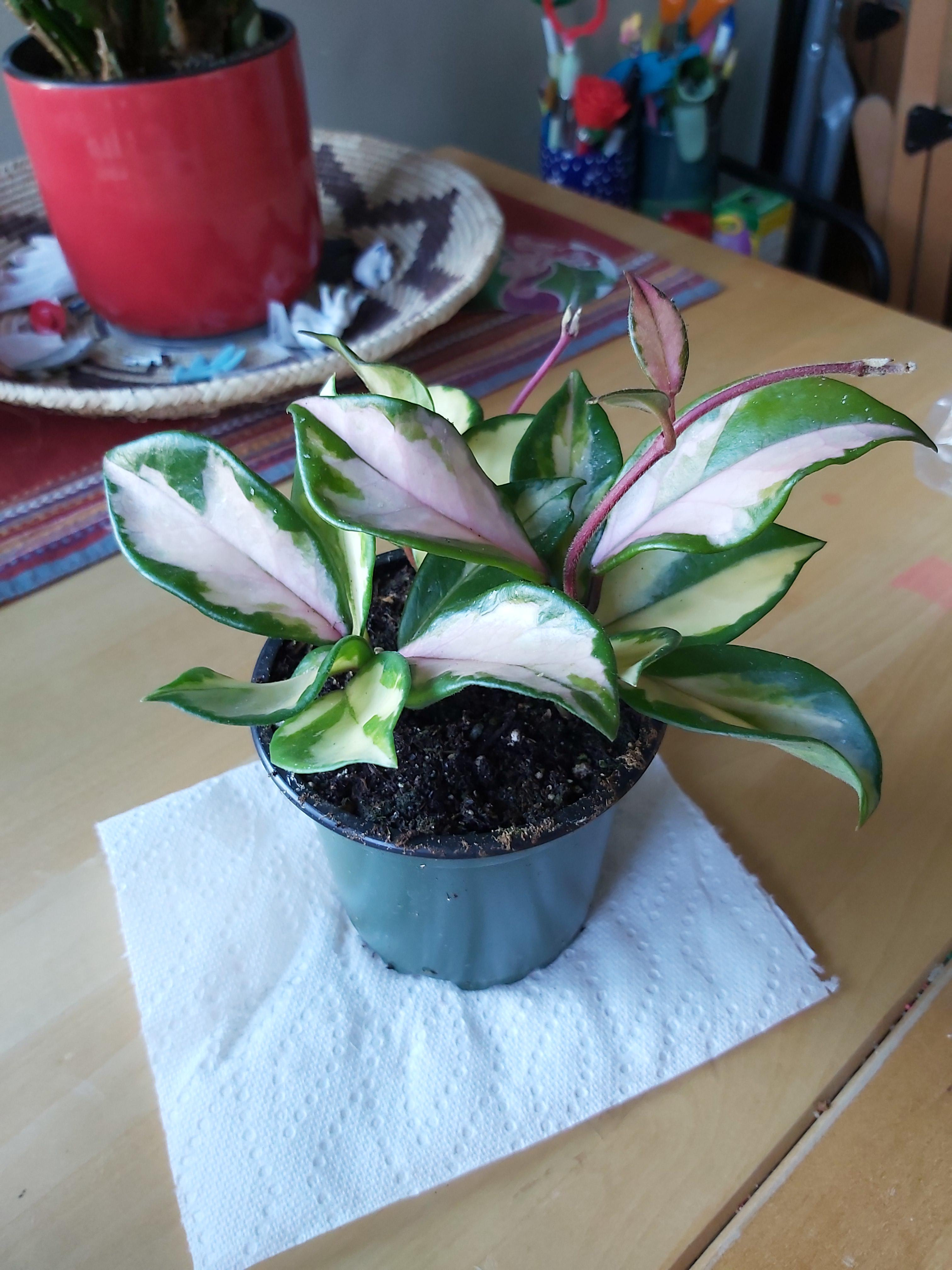This sweet thing was labeled as wax plant. I'm pretty sure it's a hoya