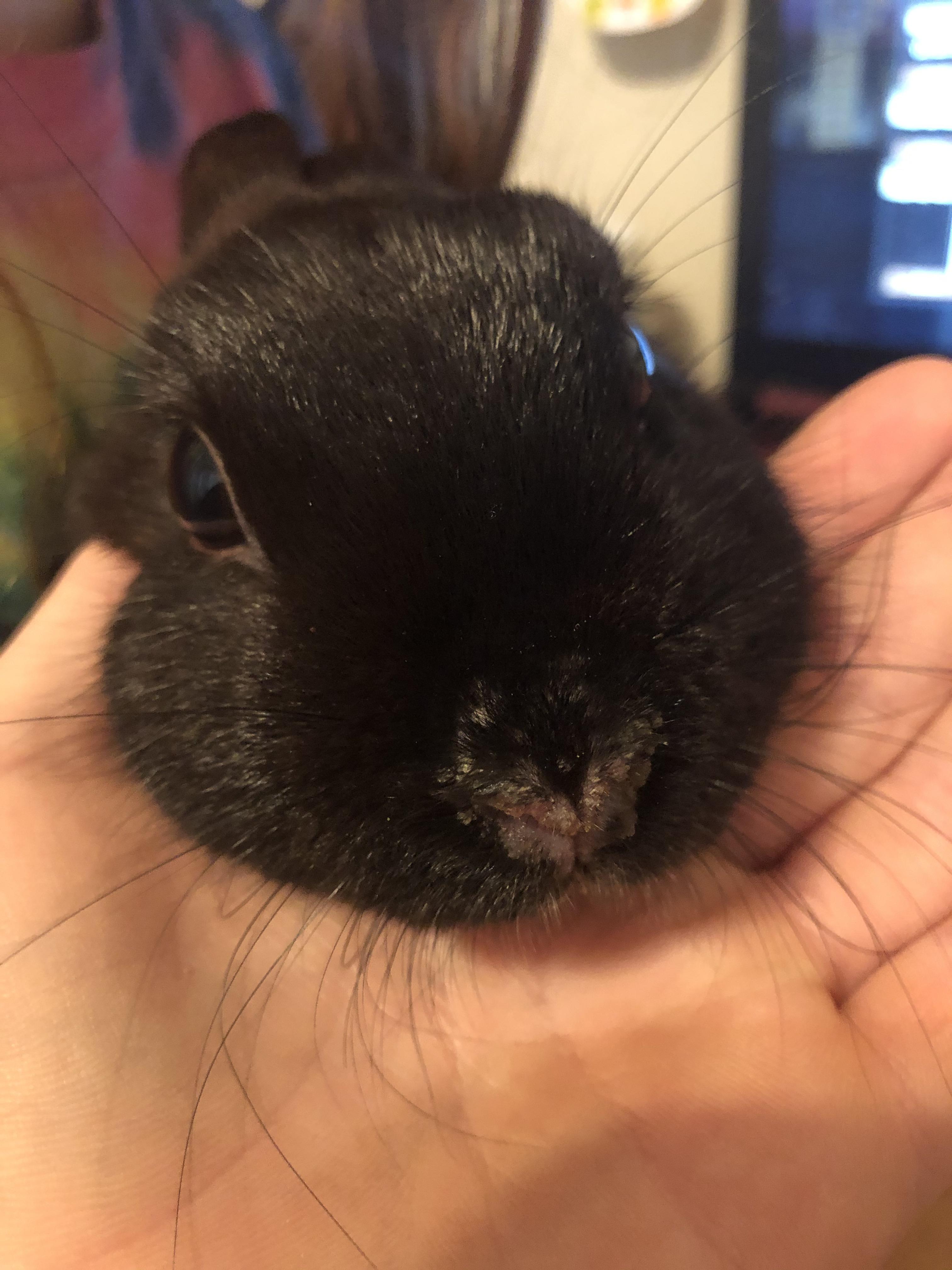 Help! I can’t go to the vet (I think) because of the lockdown and the