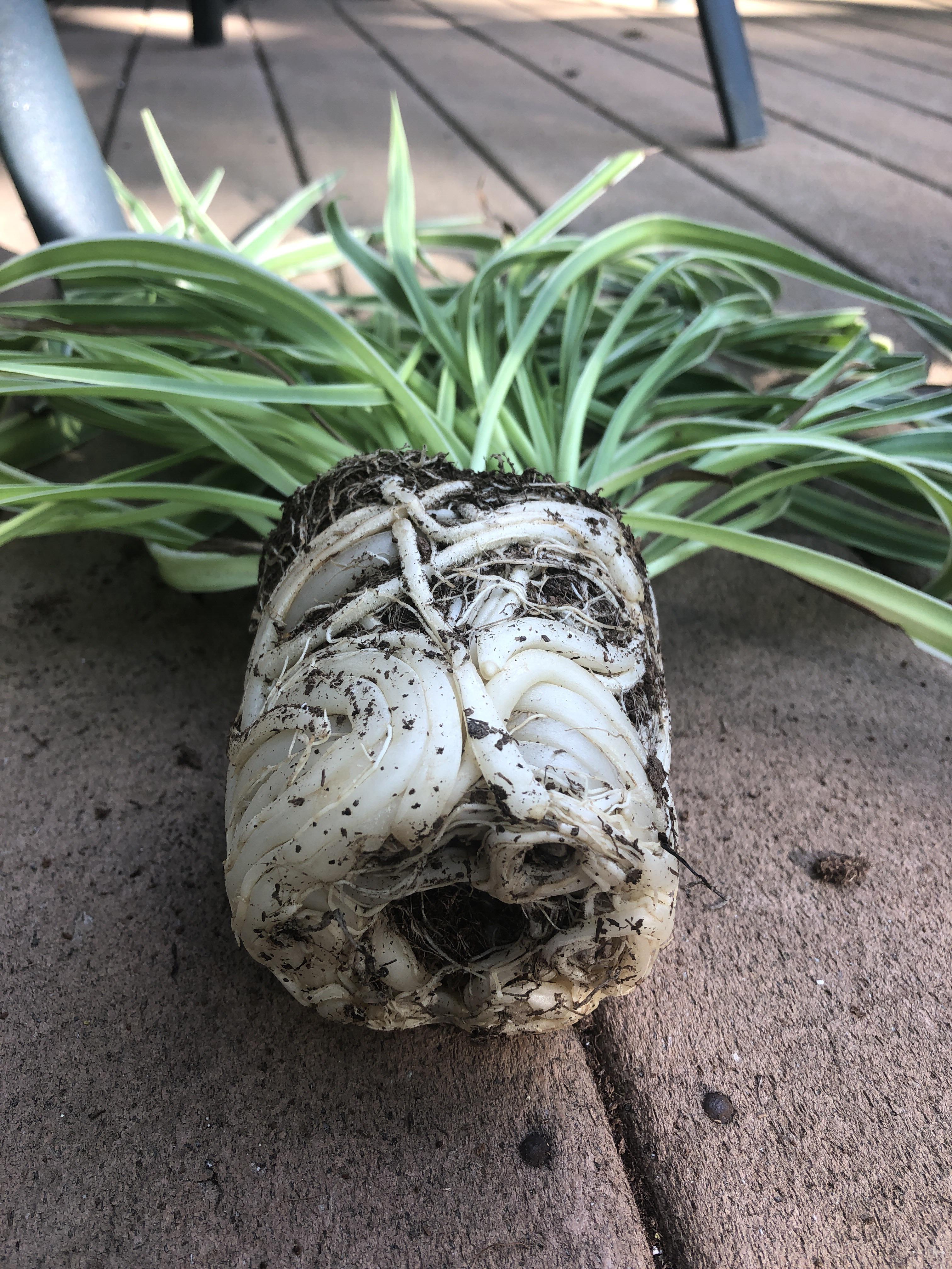 For Xmas my parents bought me a snake plant from 1800flowers...no