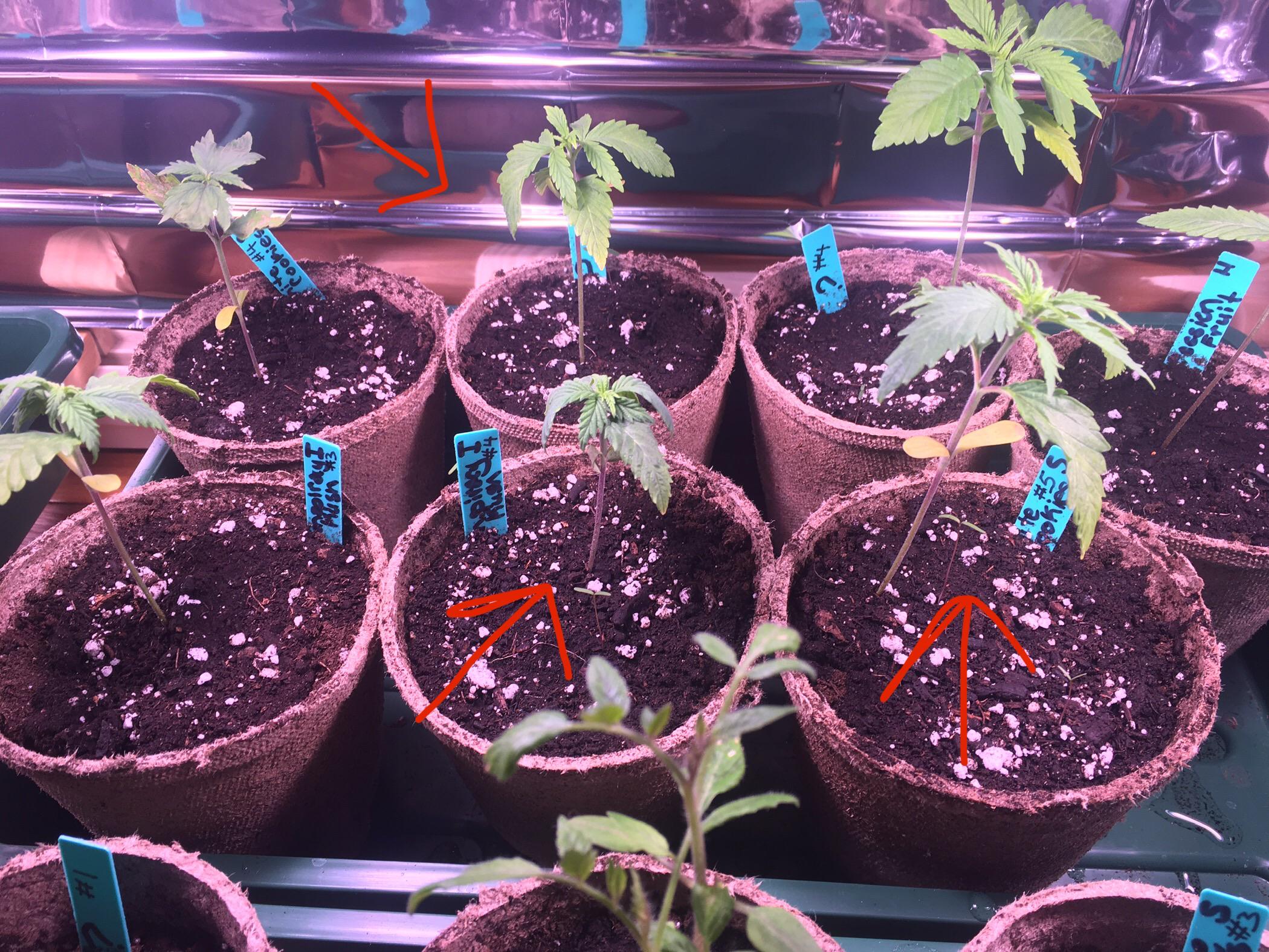 Why are my plants so droopy? r/cannabiscultivation