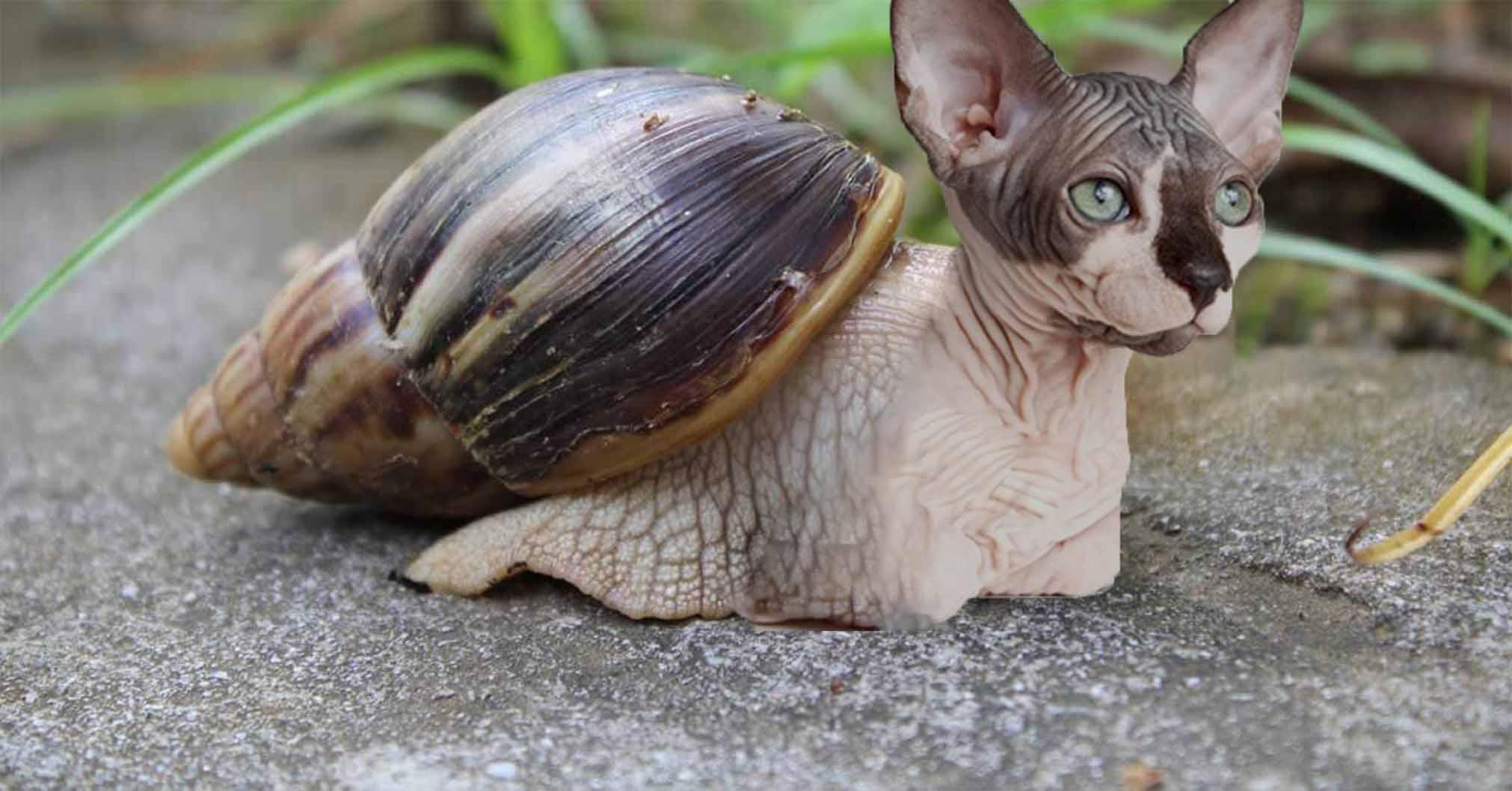 Snailcat, half hairless cat, half giant African land snail. r