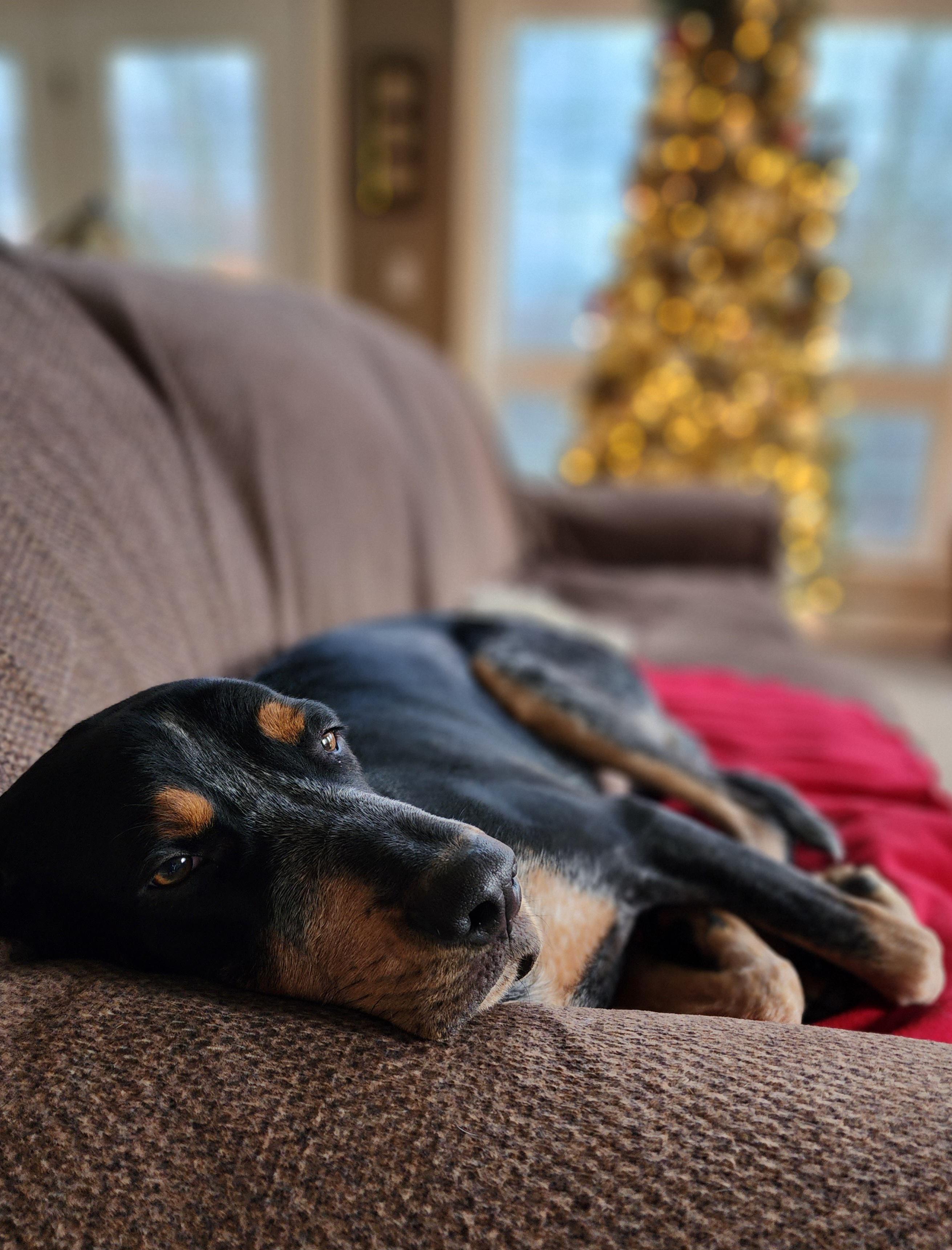 the weather outside is frightful but the couch is so delightful r