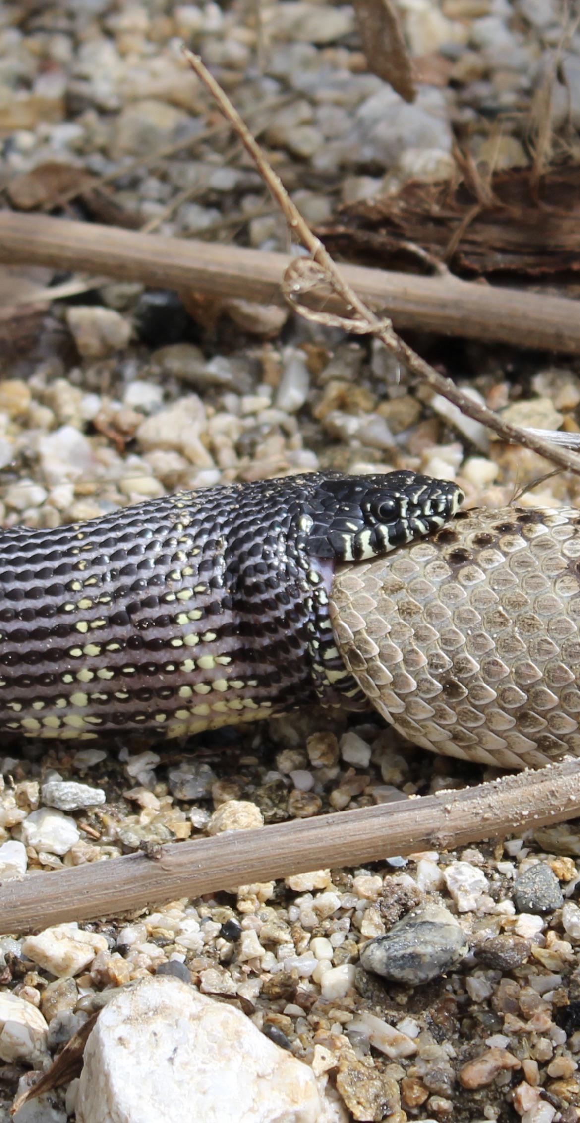 King snake eating a rattlesnake r/Tucson