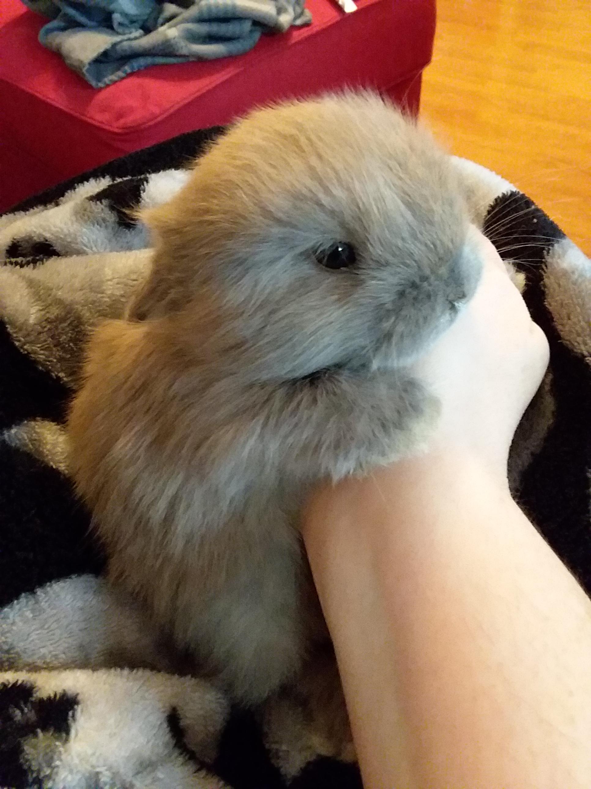 Baby Houdini is one month old r/Rabbits