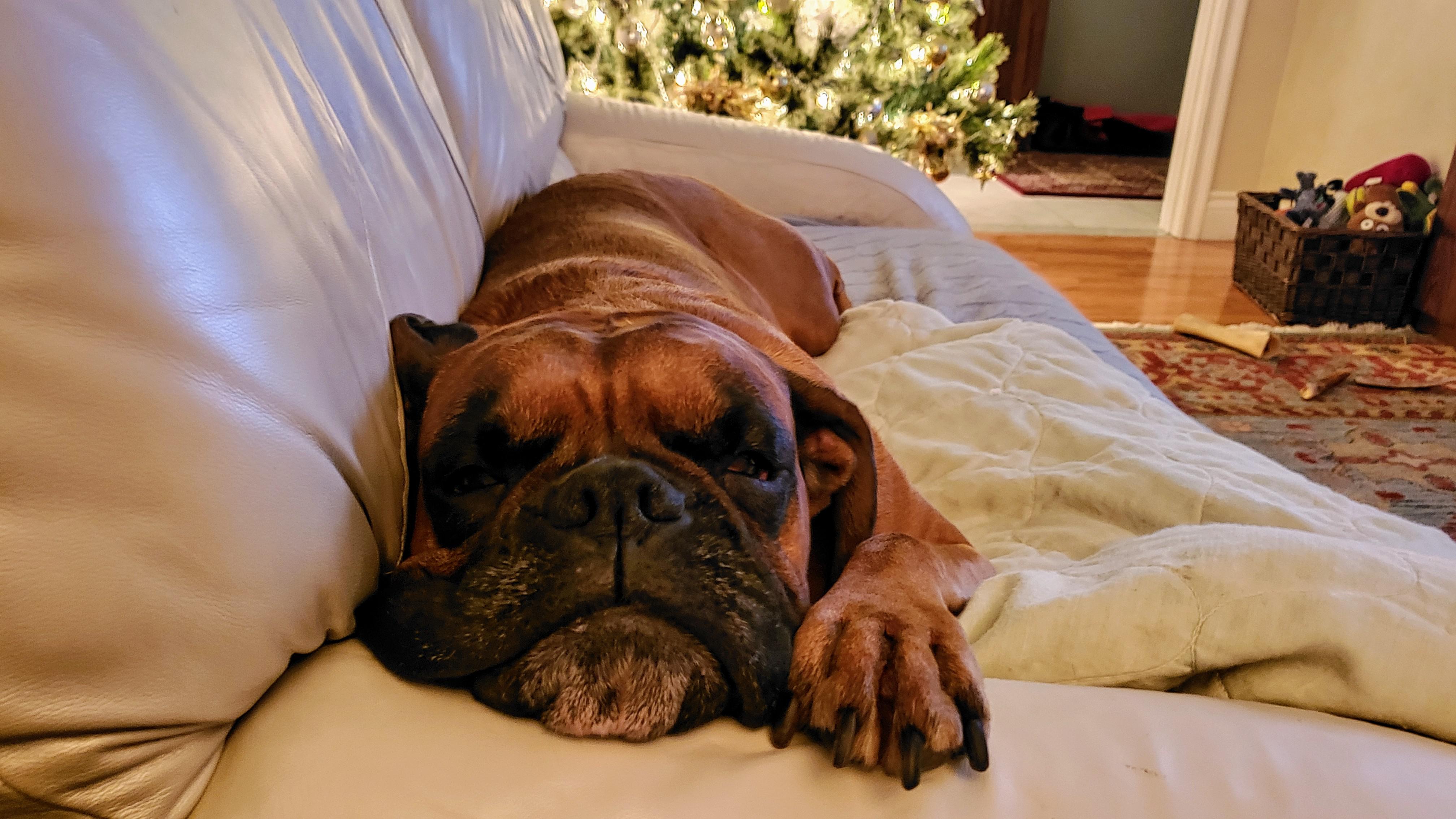Time for bed. r/Boxer