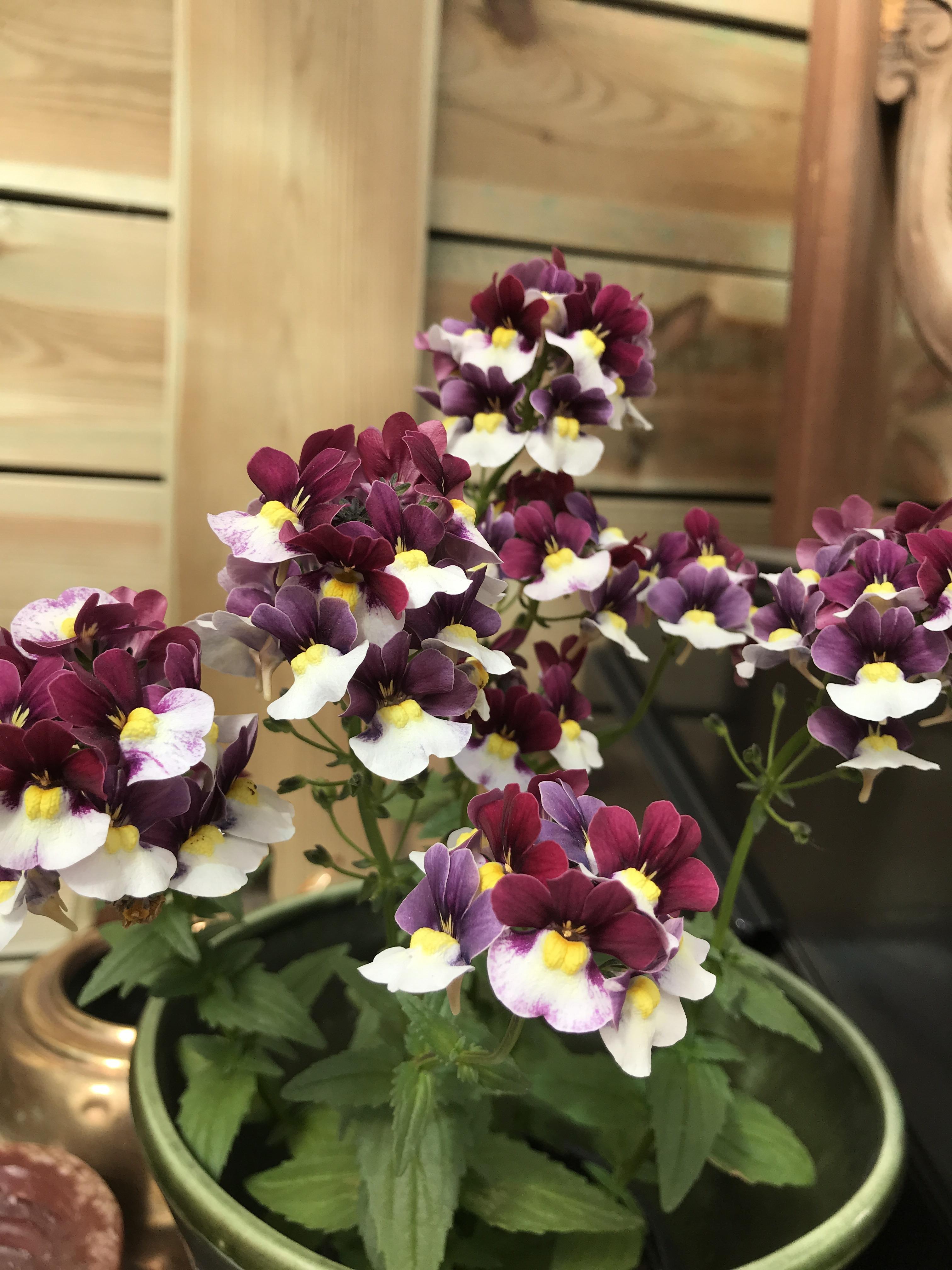 They give off a vanillalike scent! Anyone know the name of this flower