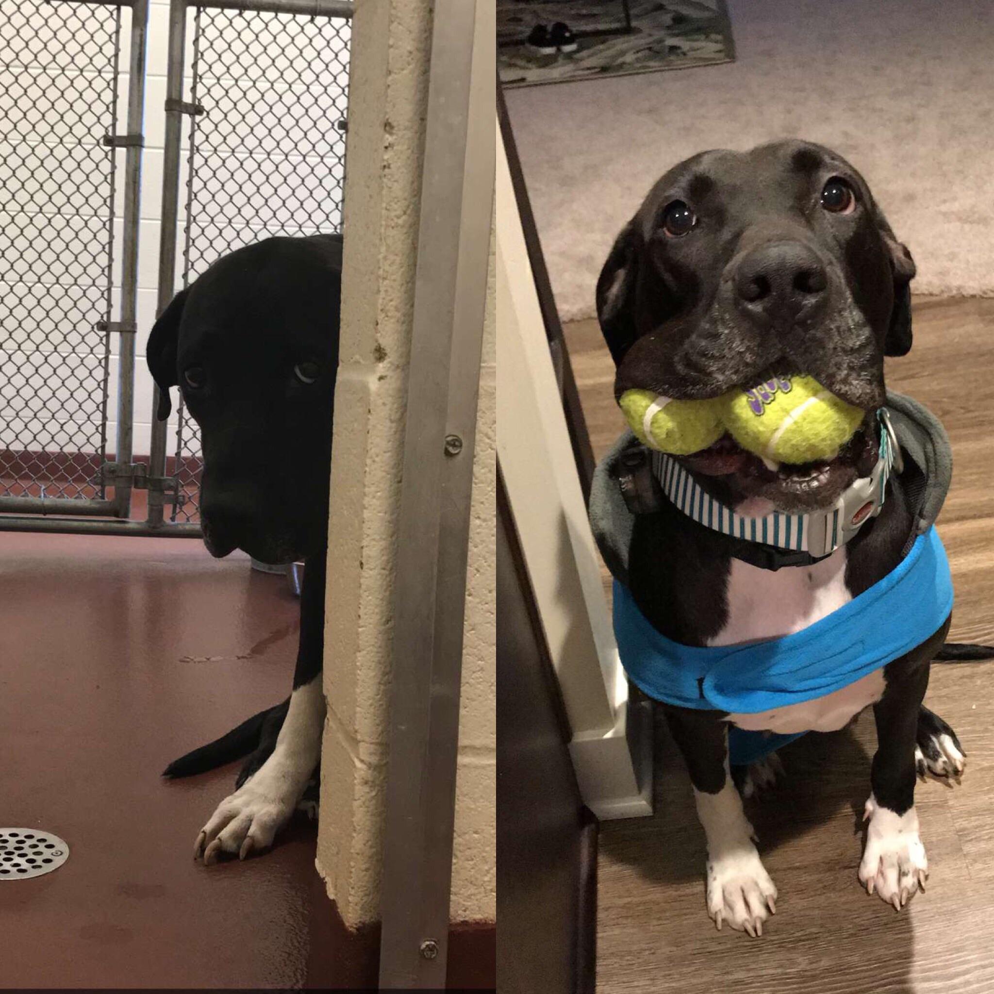 "Making my first reddit post because I just brought home my first dog