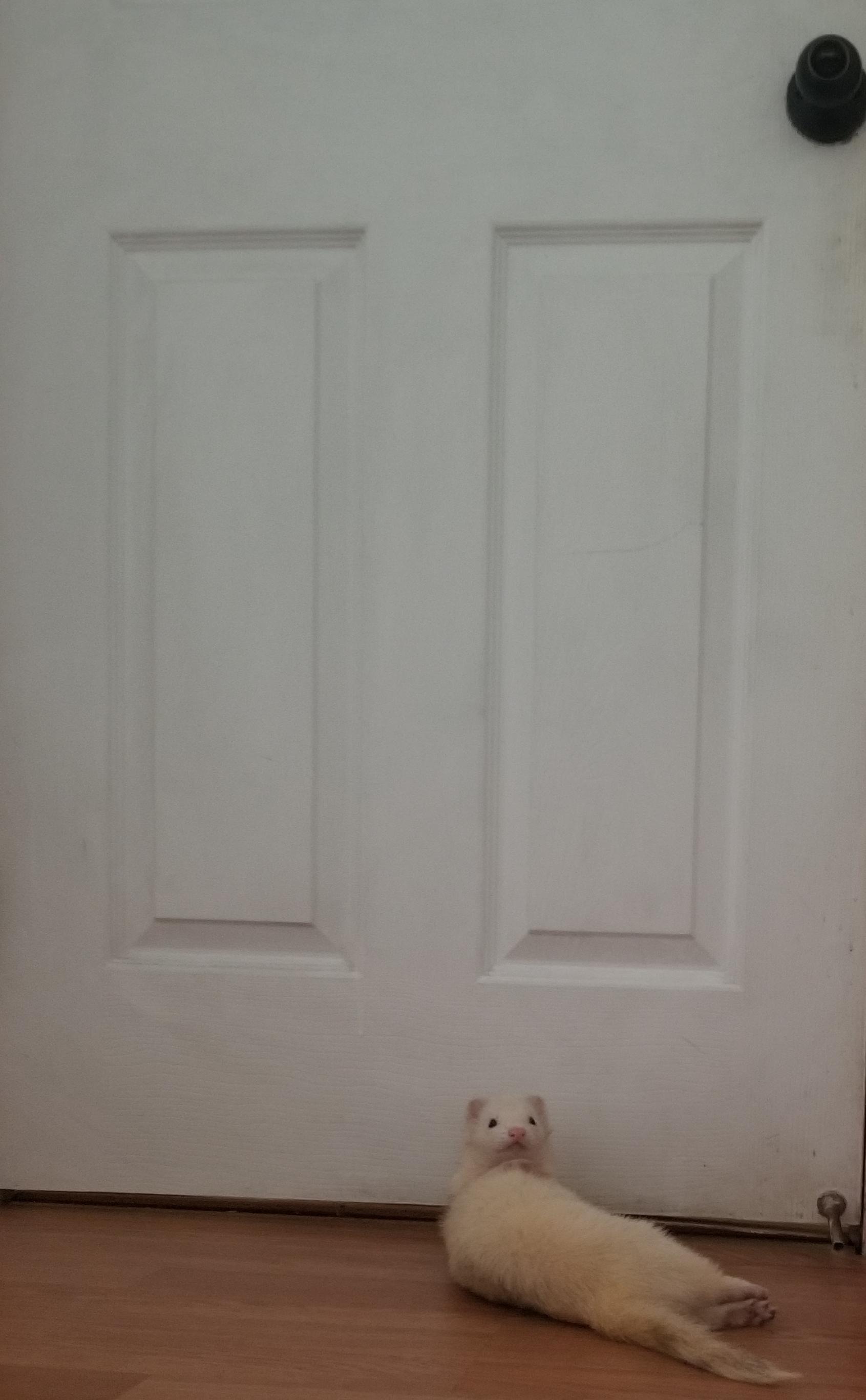 Hey open the door I'm bored of this room. r/ferrets