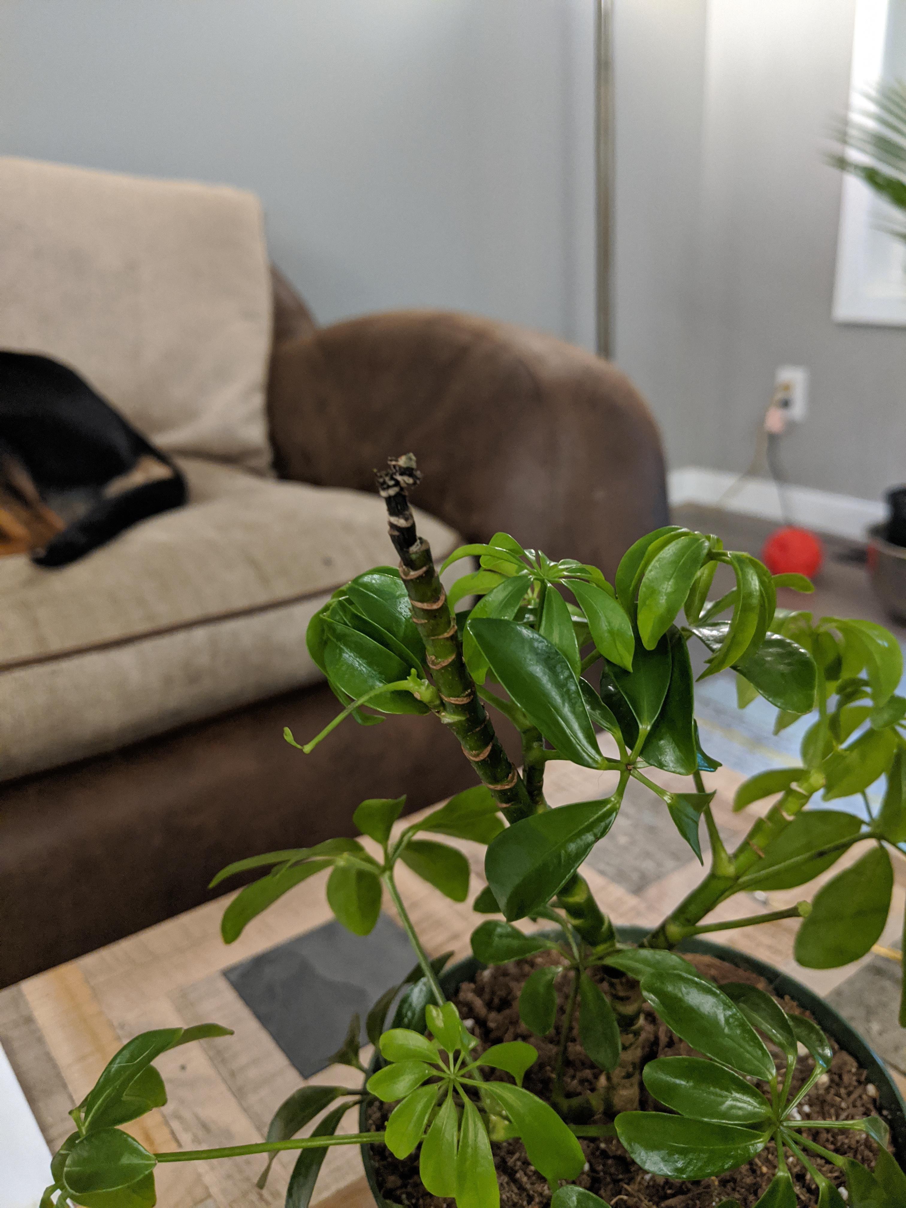 Umbrella plants has suddenly been struggling, including this