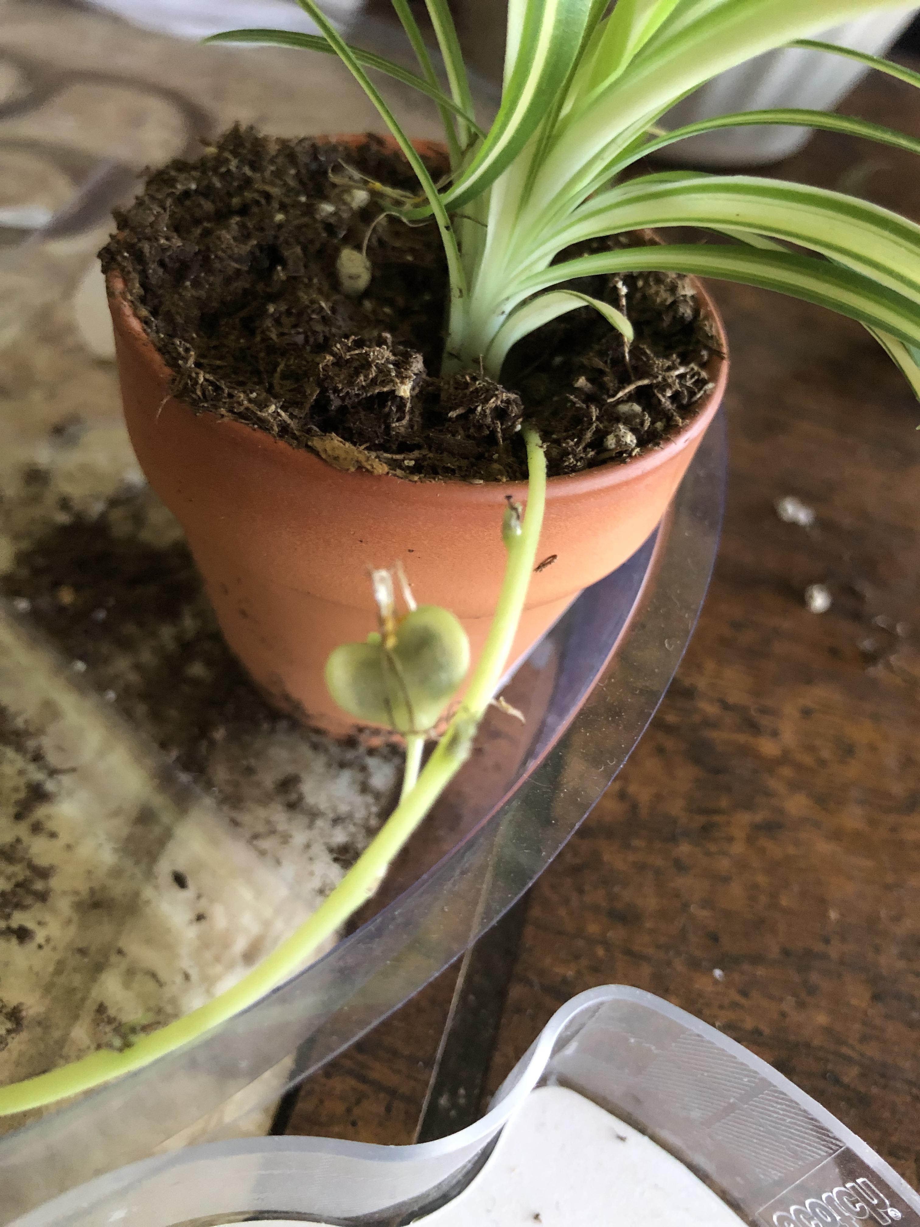 Spider plant seed pod? r/houseplants