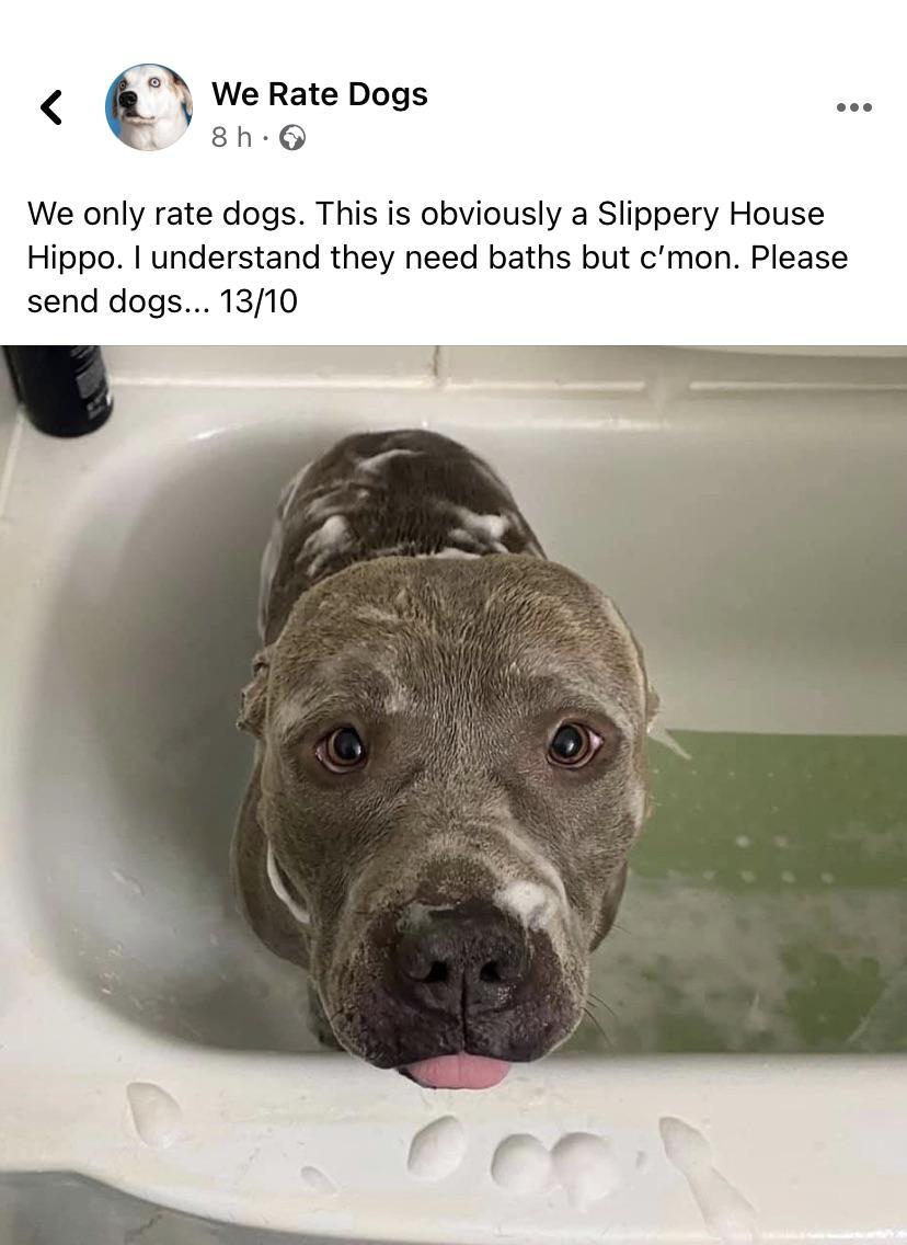 Slippery house hippo r/ProperAnimalNames