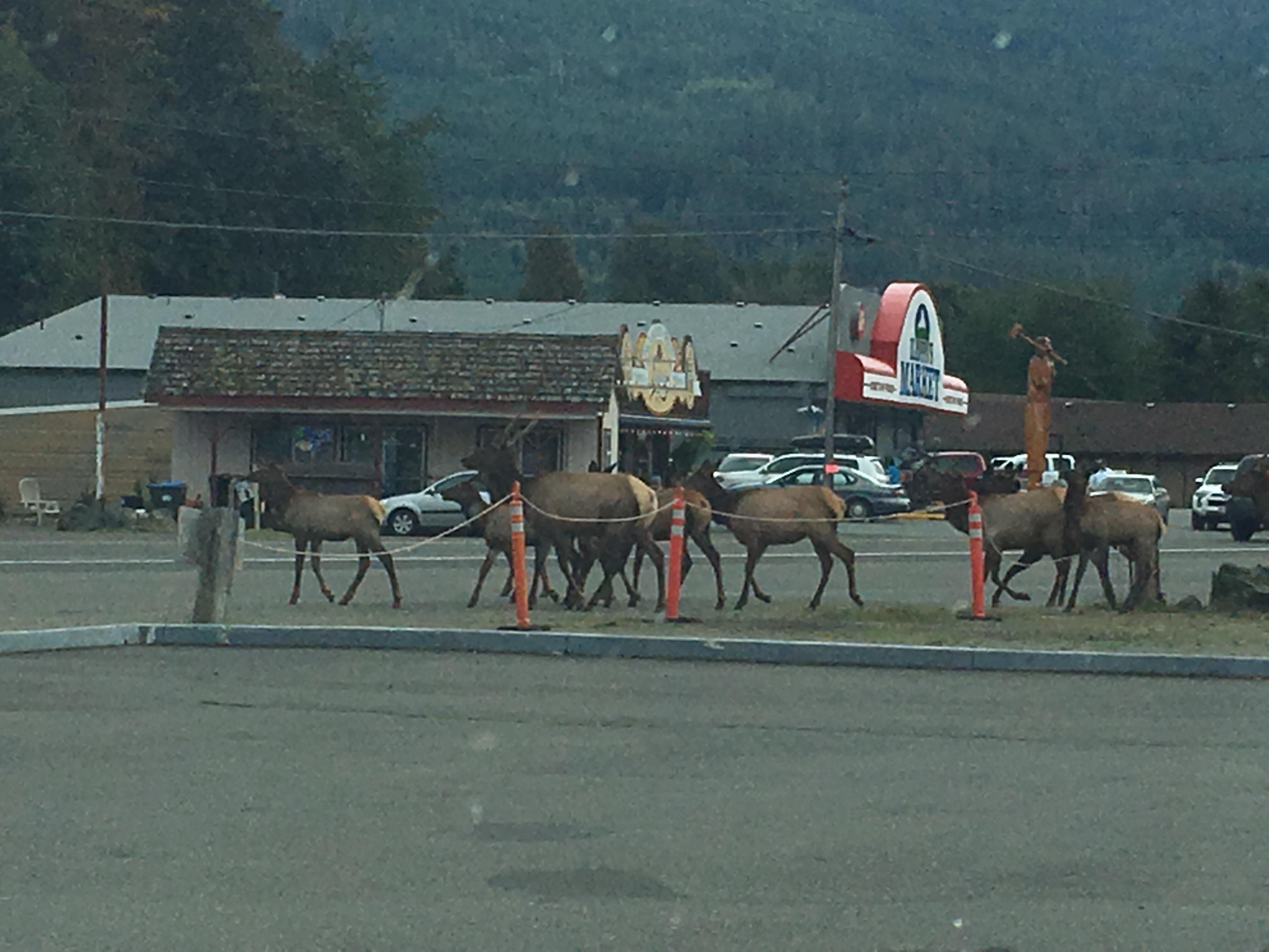 I saw a pack of elk in Packwood, WA r/pics