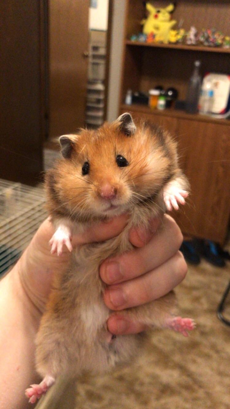 Caught Pohatu while moving bedding around. Poofcheek little fluffer