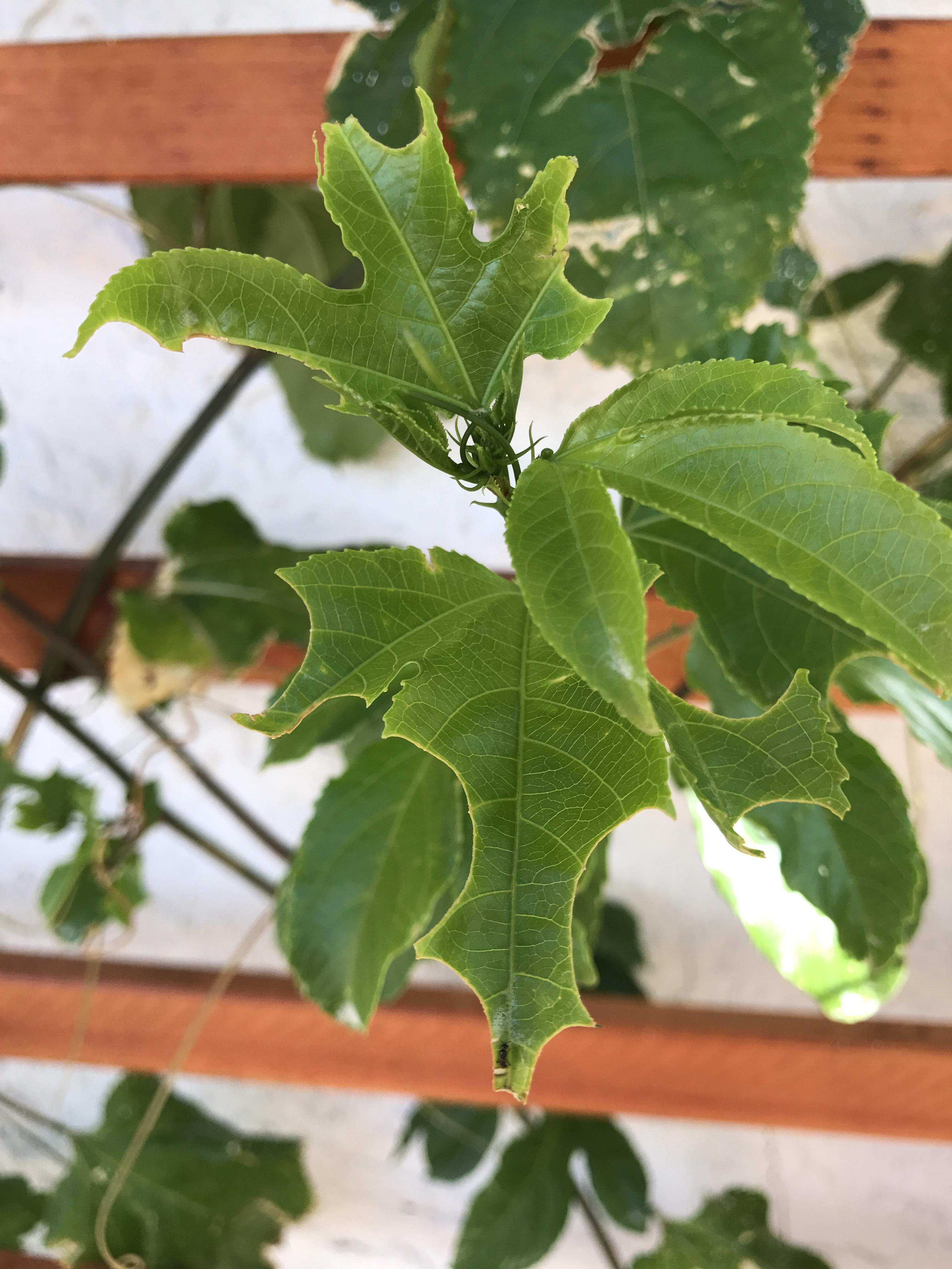 What eating my passion fruit vine and how do I stop it? In Las Vegas