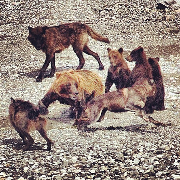 A mother Grizzly Bear defends her young from a wolf pack