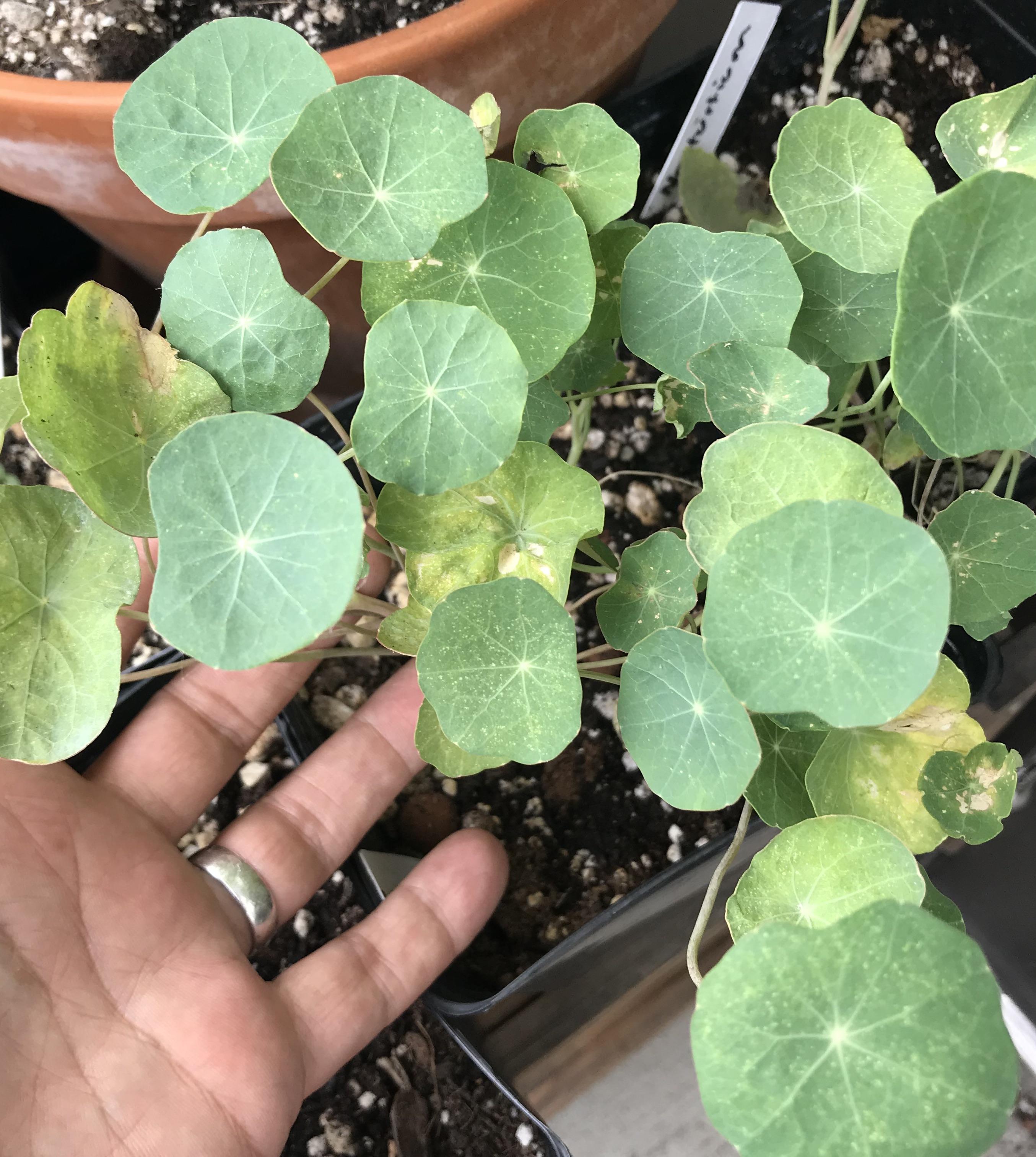 What is wrong with my Nasturtiums? Yellowing and white dots on leaves