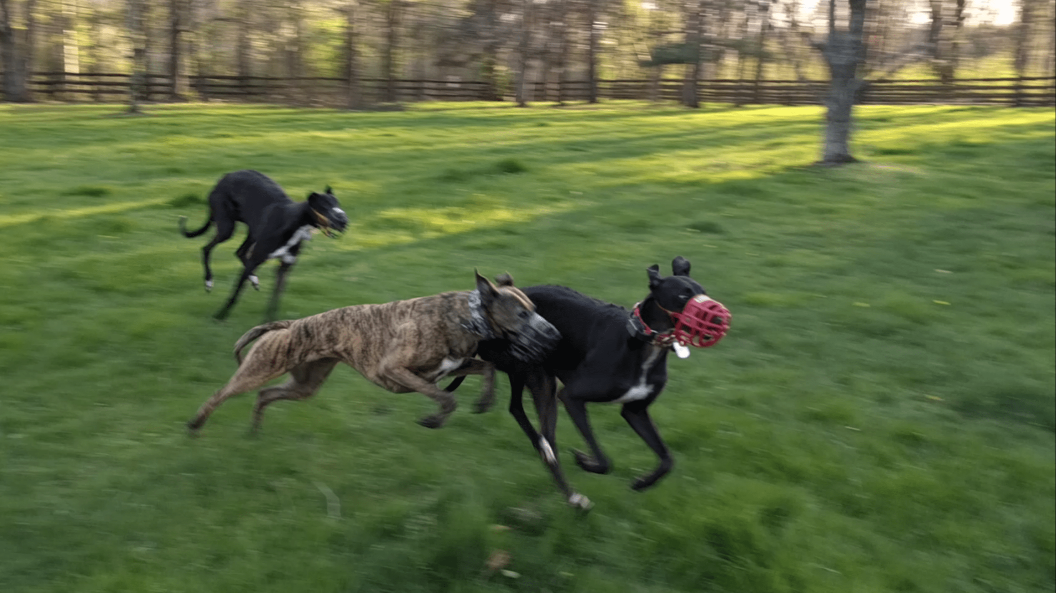 Buster can't keep up with these girls, they are FAST! Greyhounds