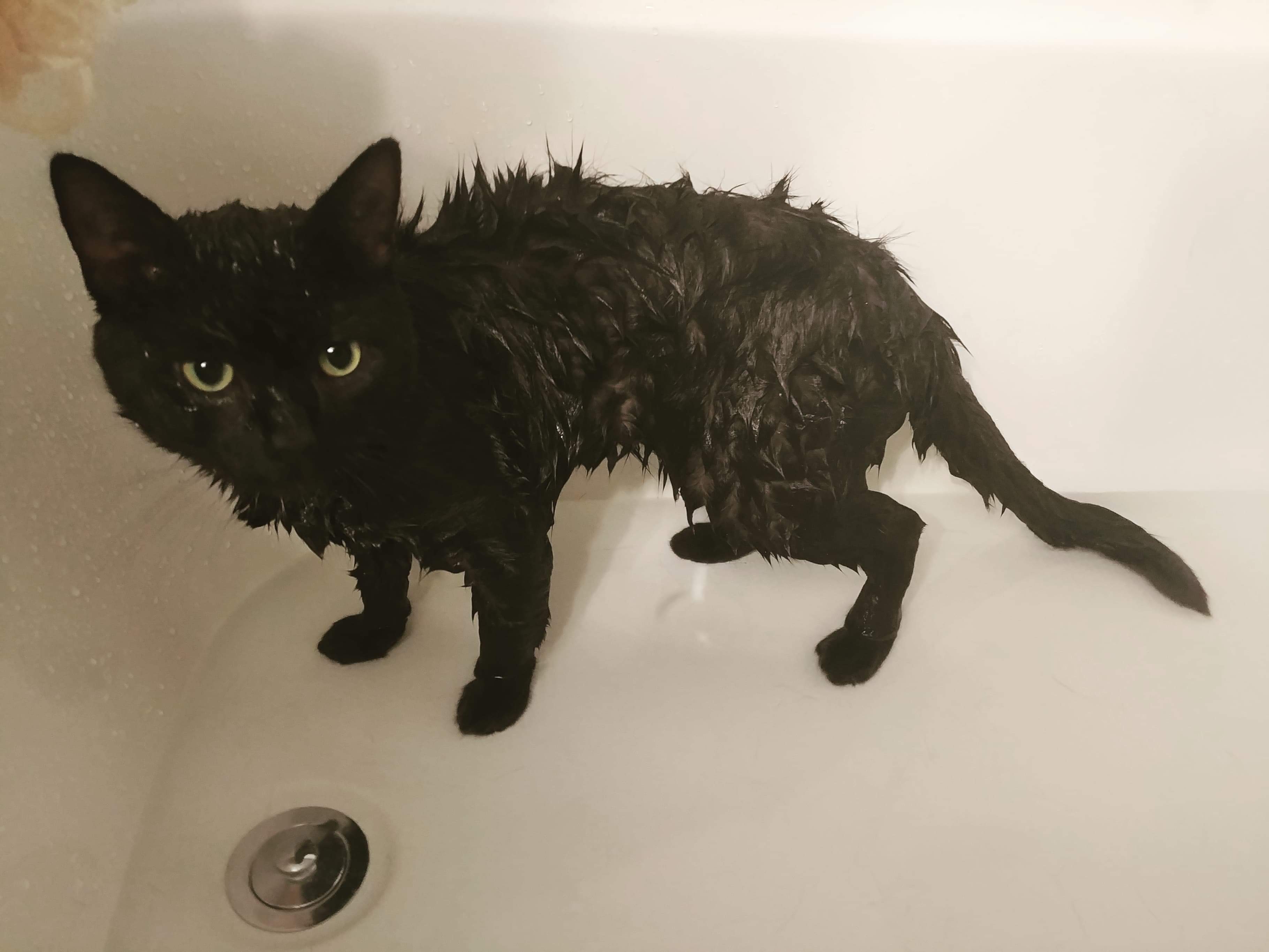 Wet Kitty! He loves the shower! : aww