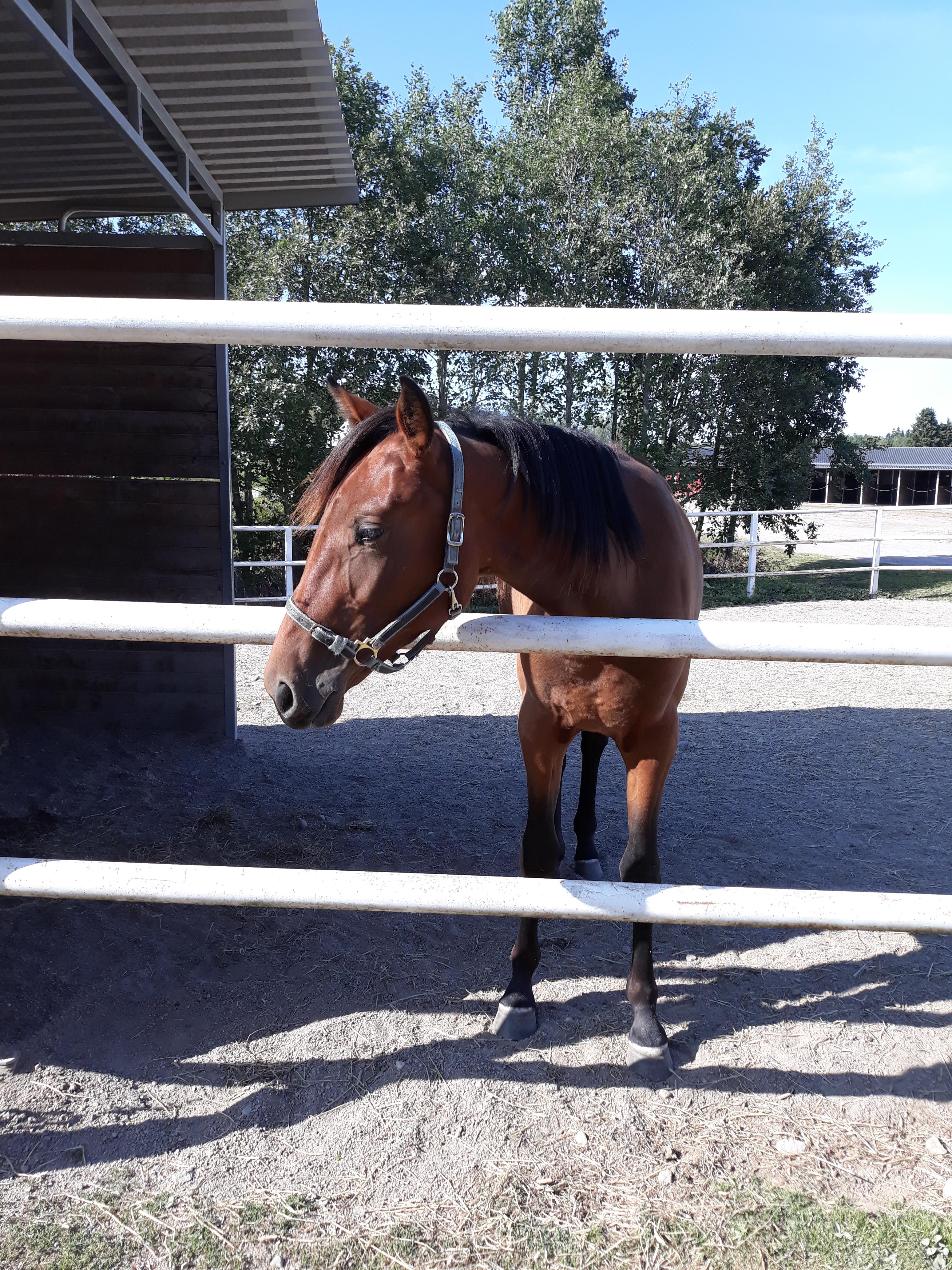 Yearling, filly r/Horses