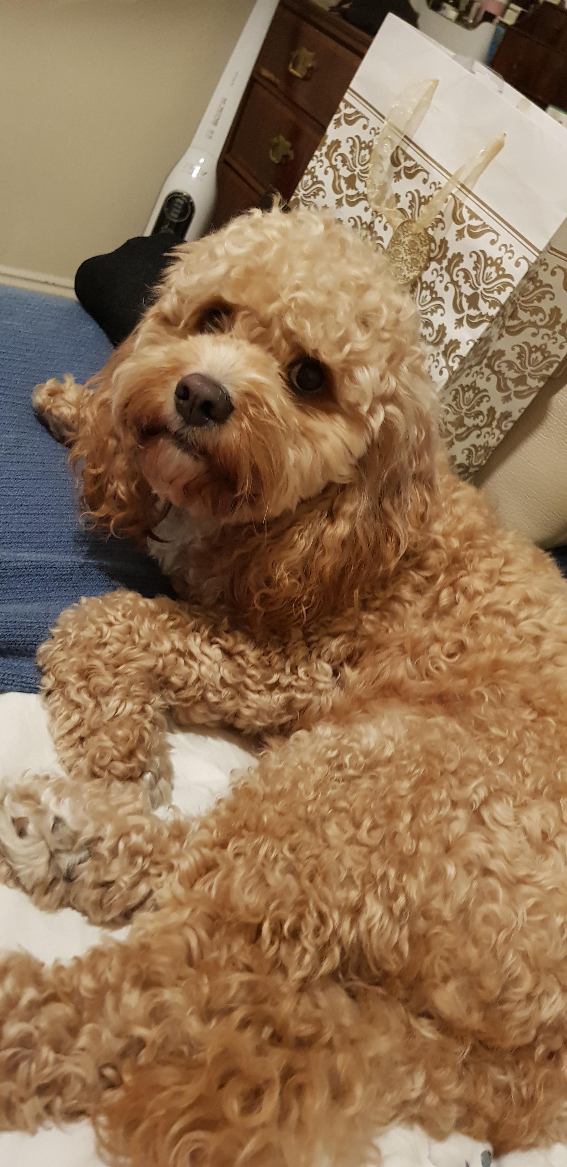 Milo is happy, 2 and a bit years old r/CavaPoo