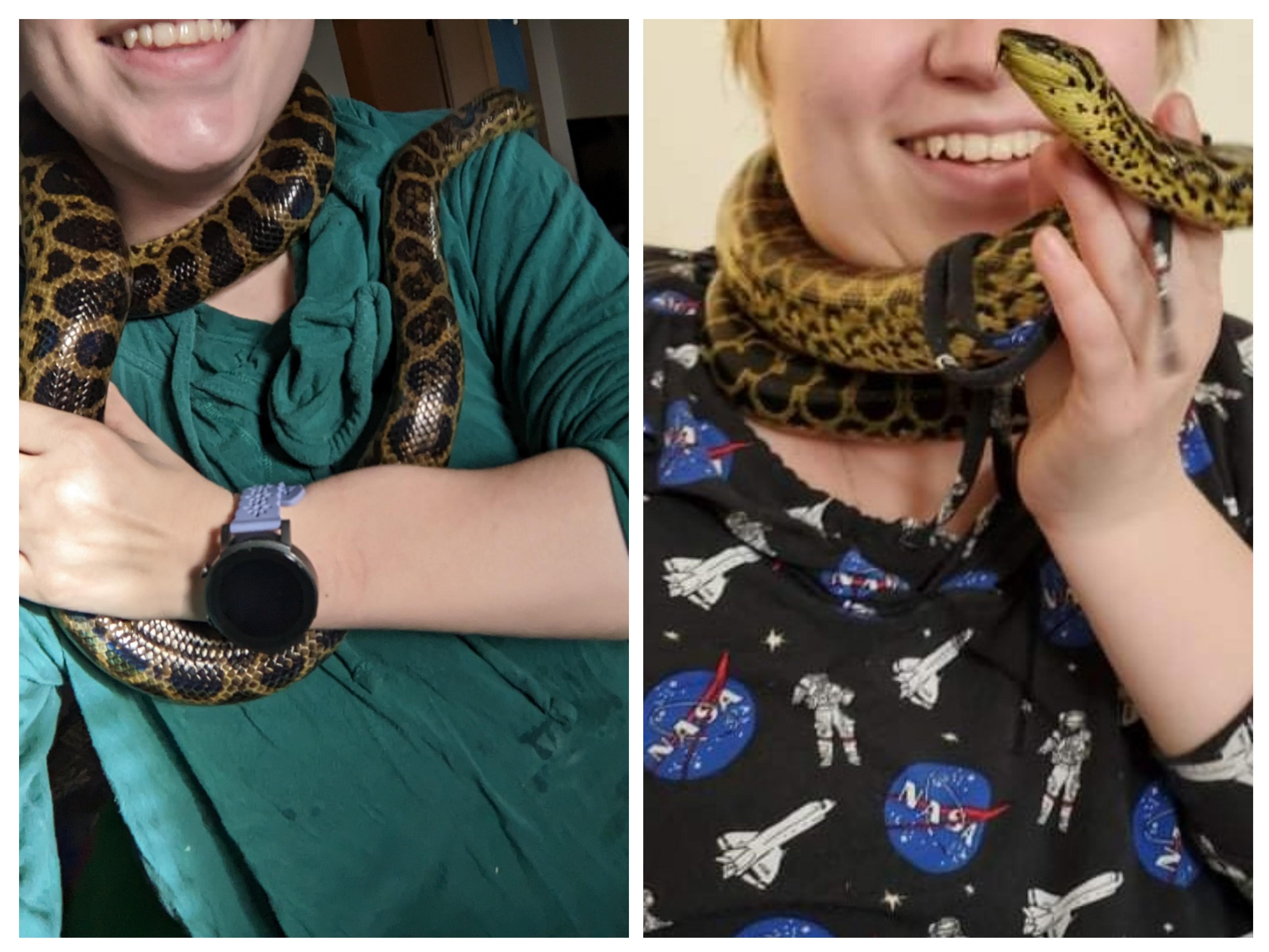 adult yellow anaconda growth over a year r/snakes