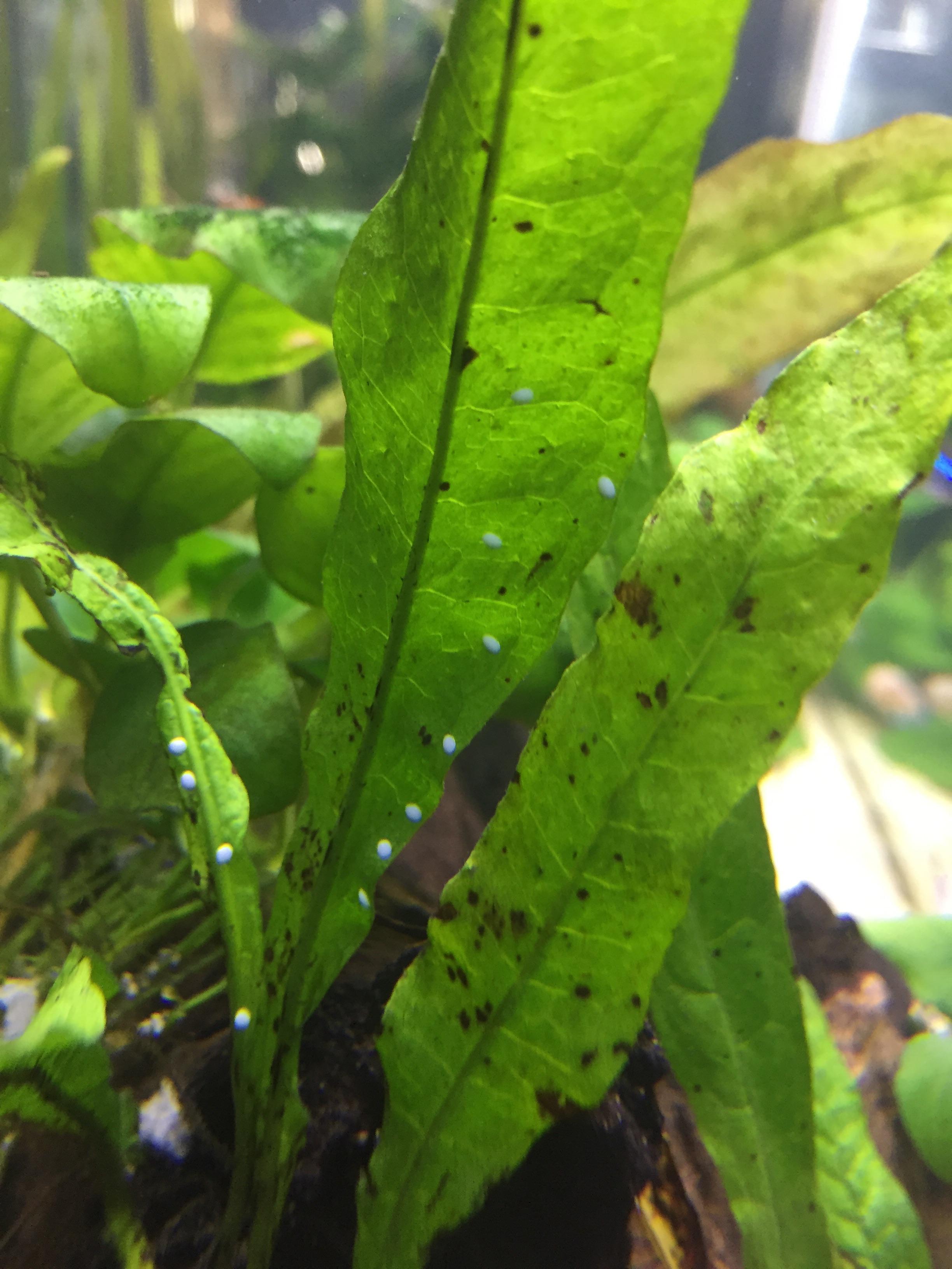 Are these white dots Nerite snail eggs on my java fern? r/PlantedTank