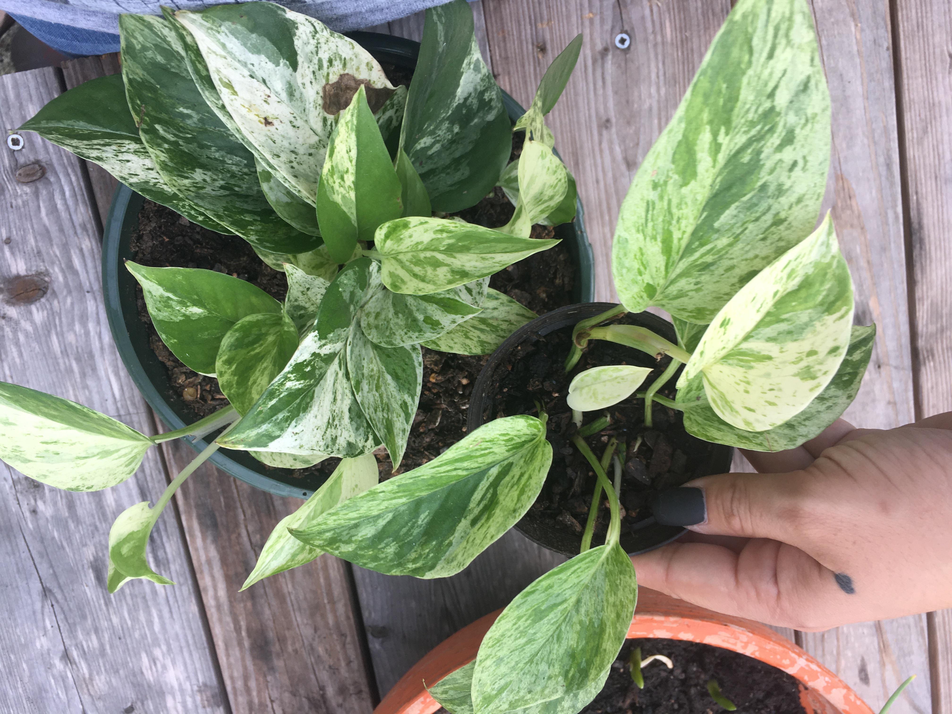 Are these both Marble Queens? I can’t help but to think they look