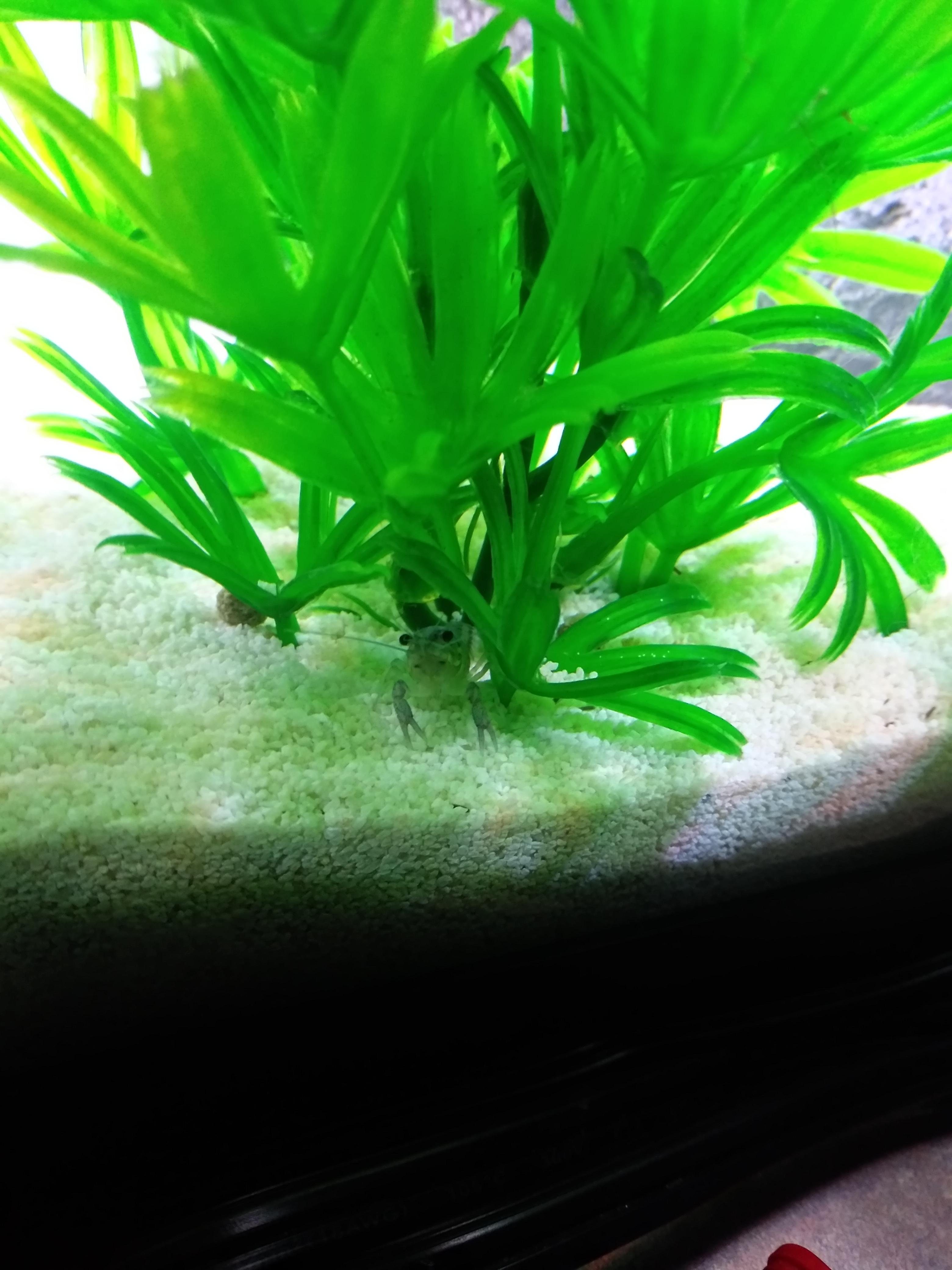 Meet Vernon! Know what I mean Vern? r/Crayfish